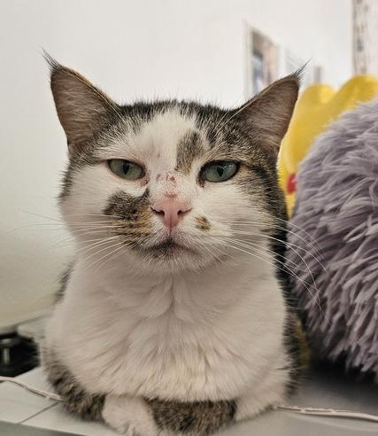 **Cat Cafe** Dunder of Mifflin Ct, a Adoptable Domestic Short Hair in Topeka, KS image 2/5
