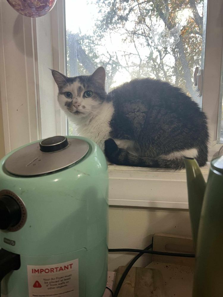 **Cat Cafe** Dunder of Mifflin Ct, a Adoptable Domestic Short Hair in Topeka, KS image 3/5