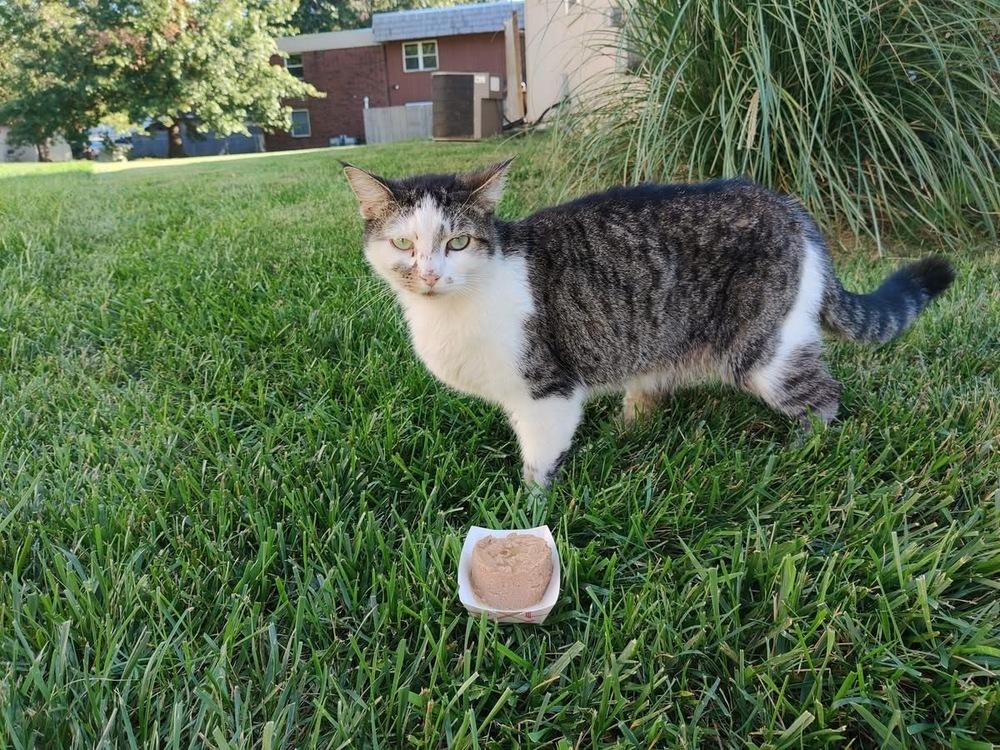 **Cat Cafe** Dunder of Mifflin Ct, a Adoptable Domestic Short Hair in Topeka, KS image 5/5