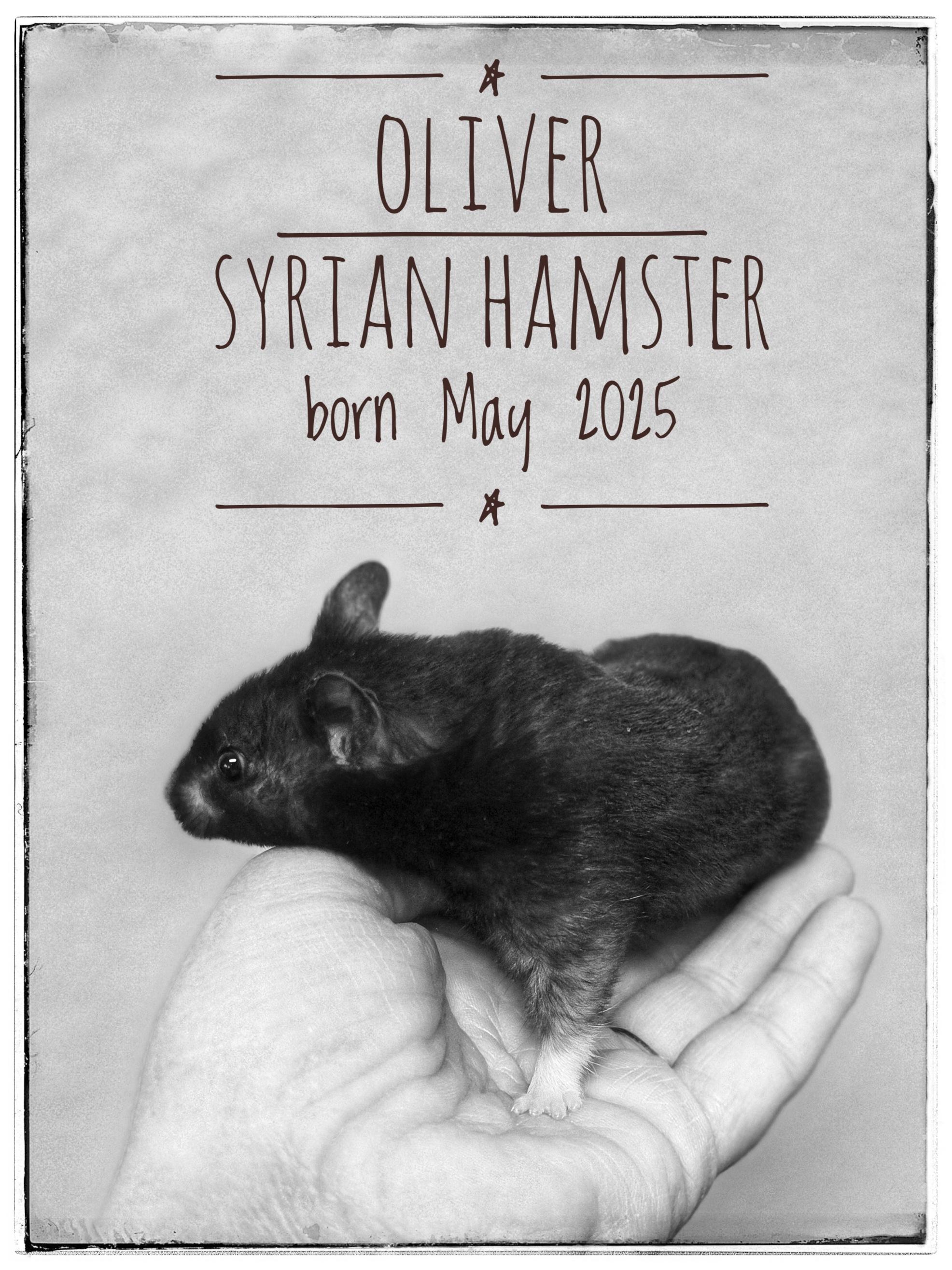 Oliver, Adoptable, Young Male Hamster & Dwarf Hamster.