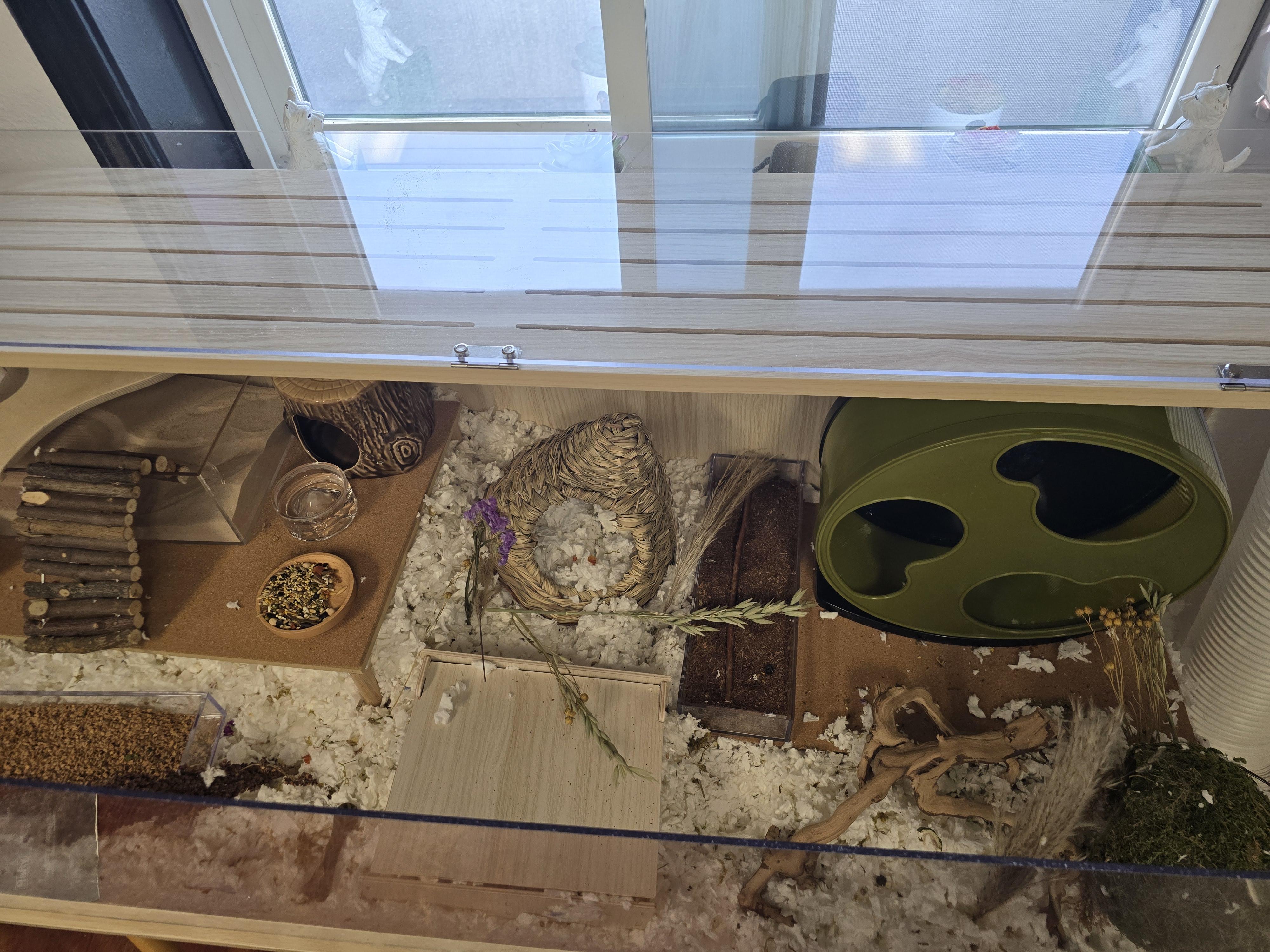 Enlarge Oliver, a Adoptable mixed breed in Idaho Falls, ID image 3/4