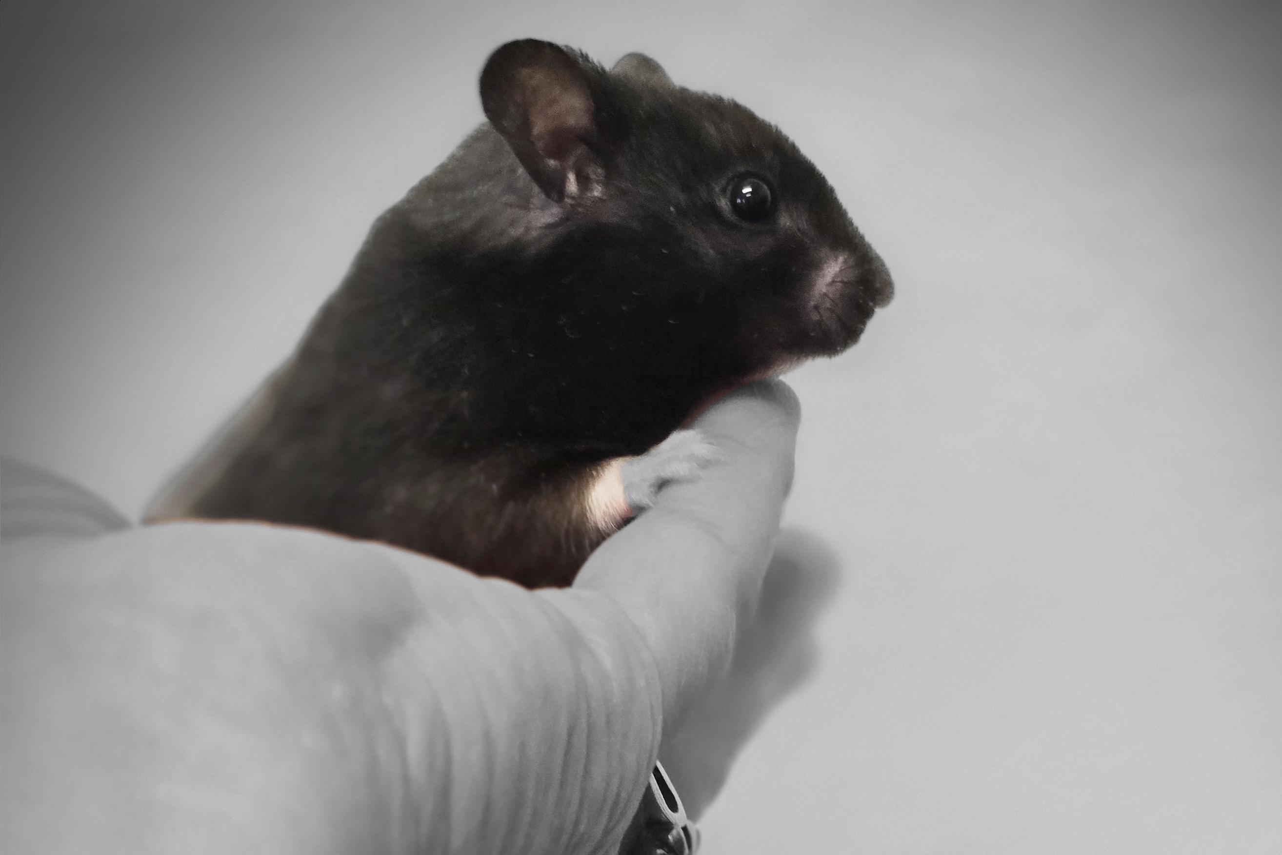 Enlarge Oliver, a Adoptable mixed breed in Idaho Falls, ID image 2/4