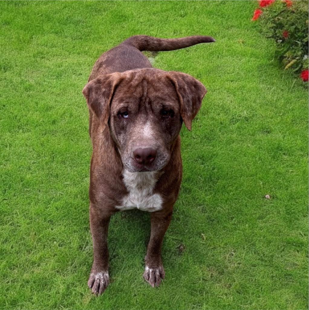 Teddy, Adopted, Young Male Mixed Breed.