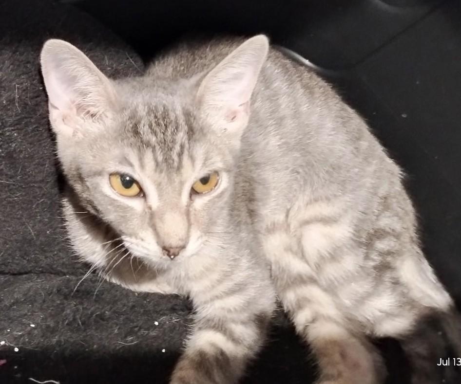 Grey Boy - A Gentle Heart Waiting to Bloom, a ADOPTABLE Domestic Short Hair in Prescott, AZ image 1/3