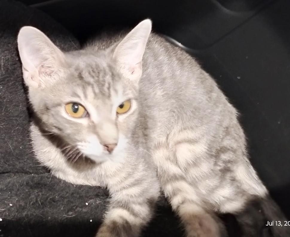 Grey Boy - A Gentle Heart Waiting to Bloom, a ADOPTABLE Domestic Short Hair in Prescott, AZ image 2/3