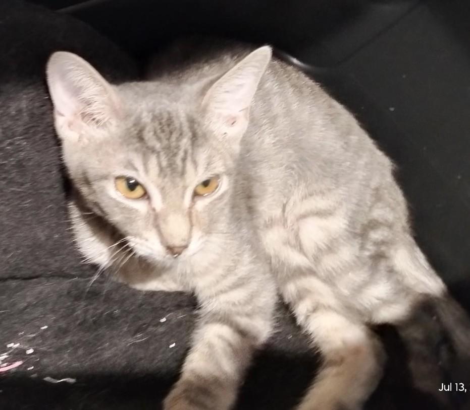 Grey Boy - A Gentle Heart Waiting to Bloom, a ADOPTABLE Domestic Short Hair in Prescott, AZ image 3/3