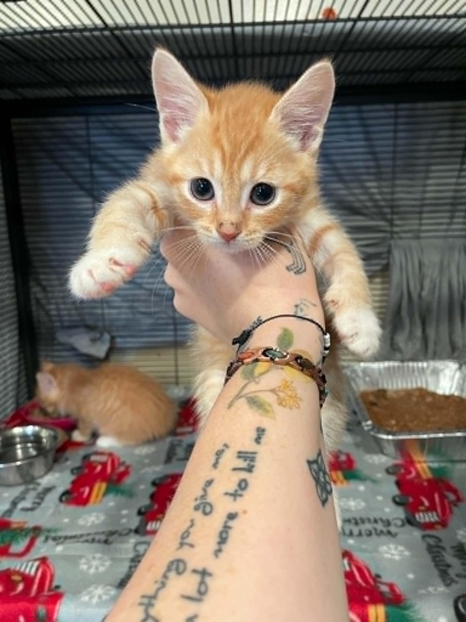HellCat, adopted, Kitten Male Domestic Short Hair.