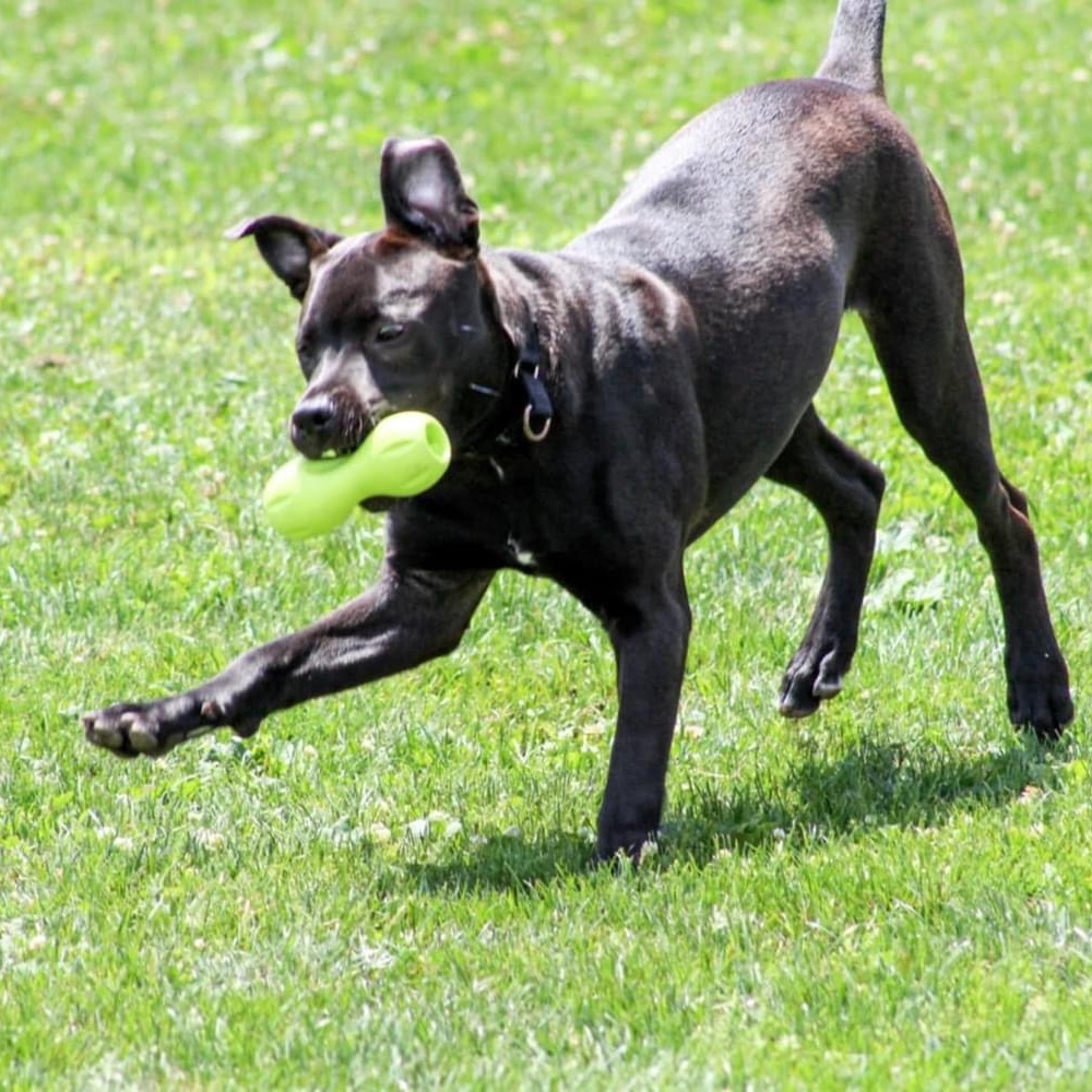 Queenie, Adoptable, Young Female Pit Bull Terrier.