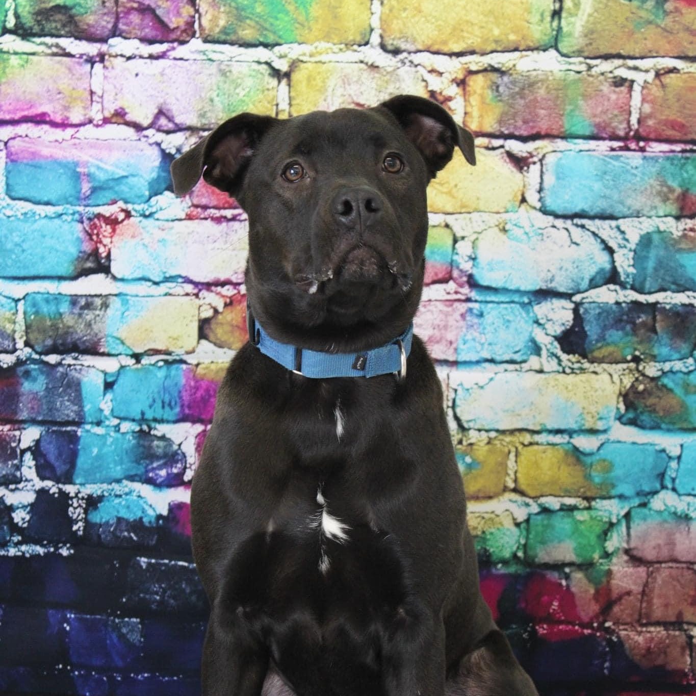 Enlarge Queenie, a Adoptable mixed breed in Salamanca, NY image 2/5