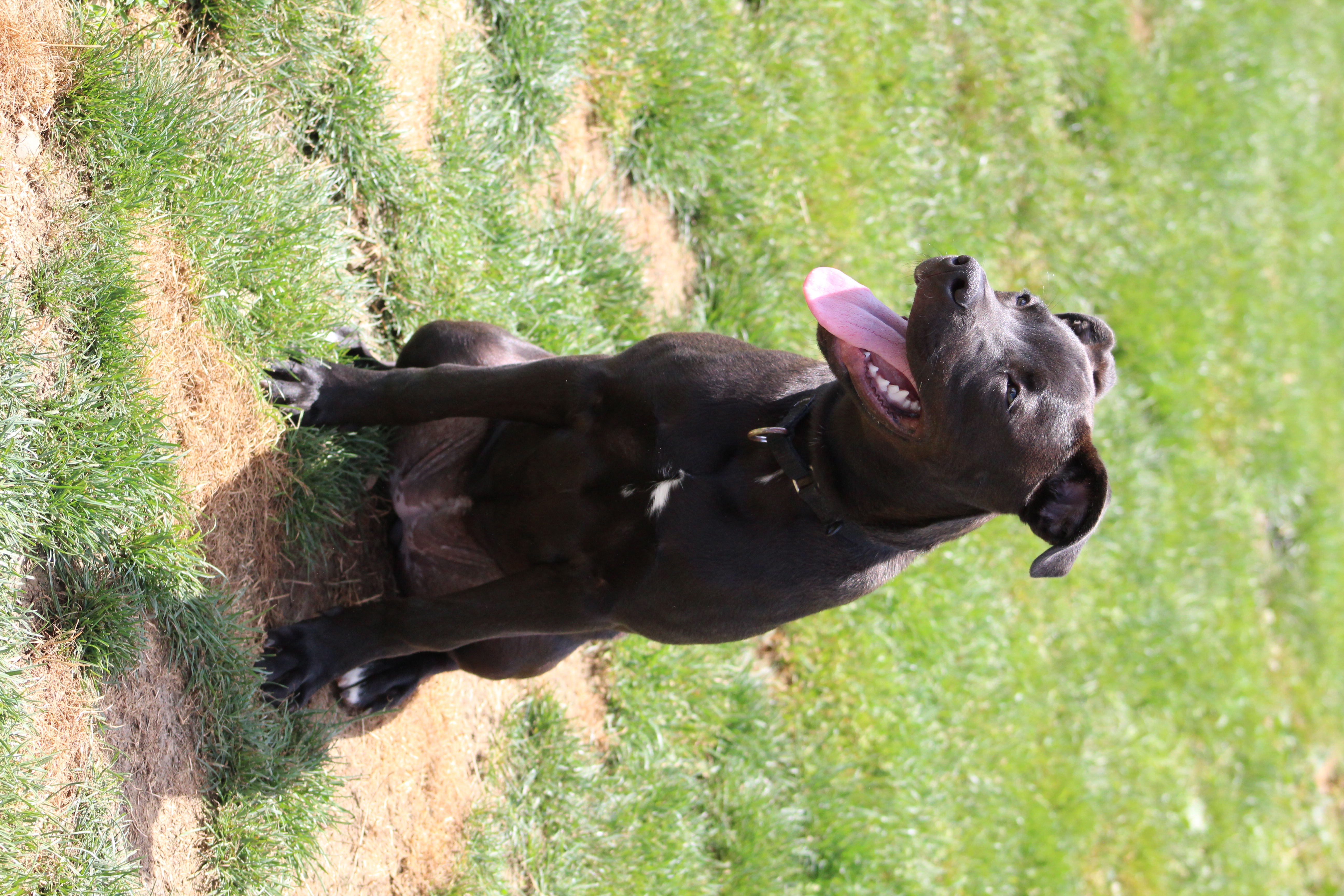 Enlarge Queenie, a Adoptable mixed breed in Salamanca, NY image 3/5