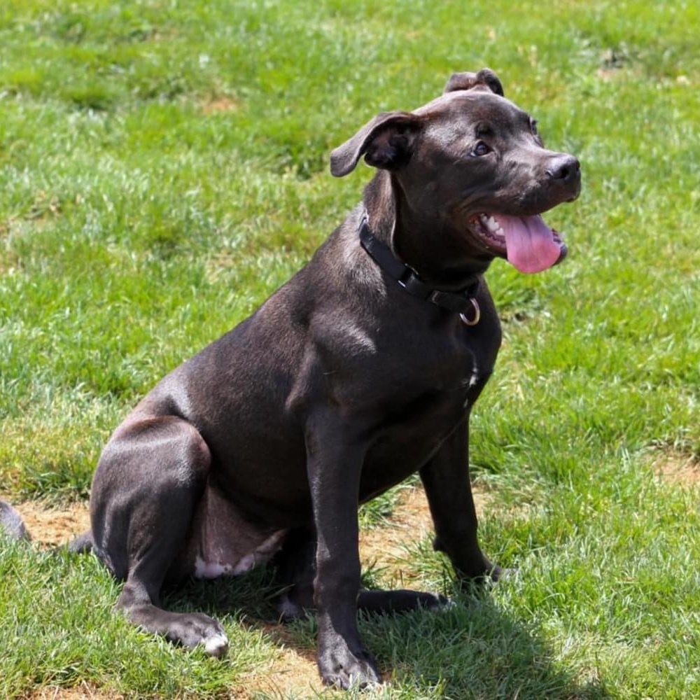 Enlarge Queenie, a Adoptable mixed breed in Salamanca, NY image 4/5