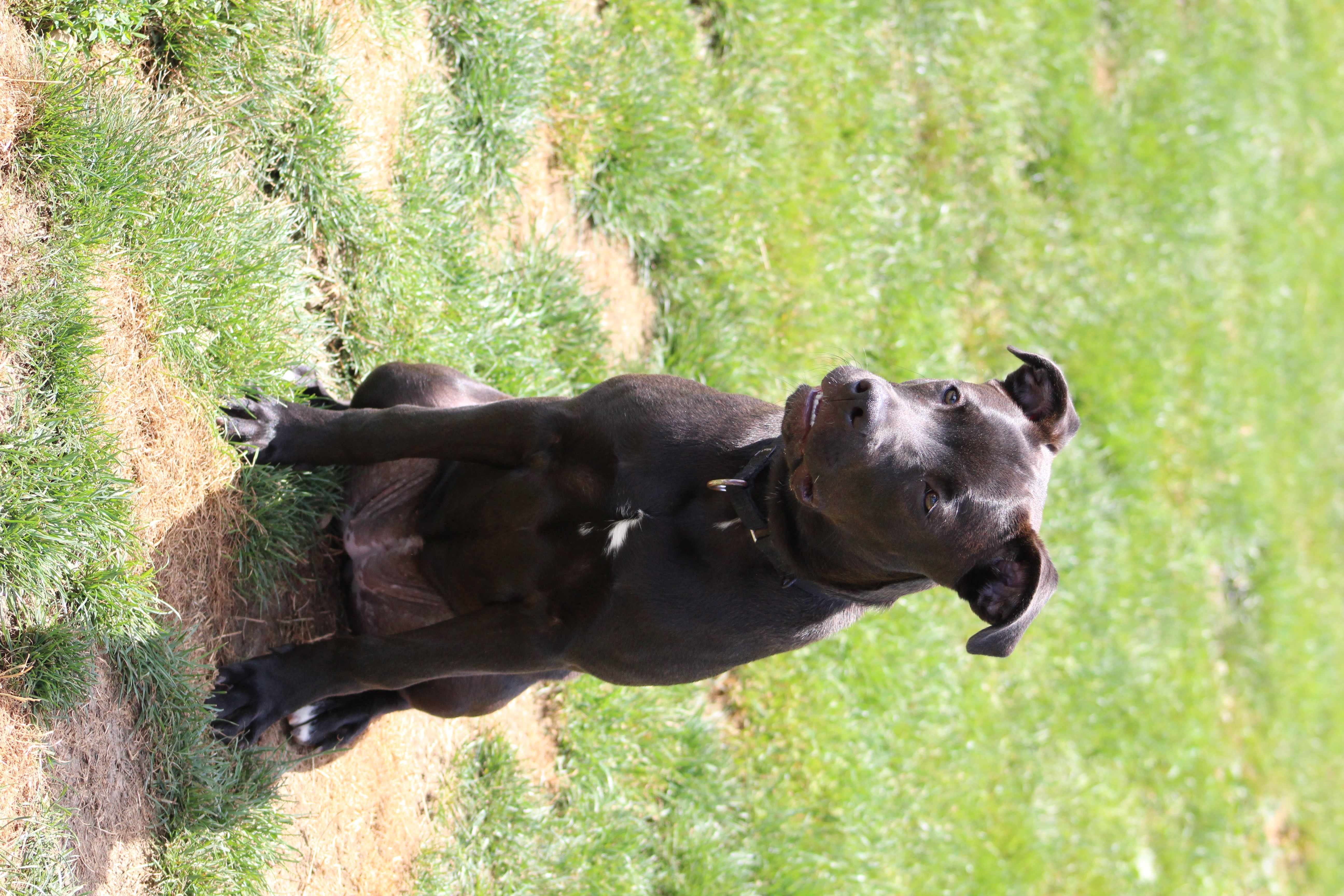 Enlarge Queenie, a Adoptable mixed breed in Salamanca, NY image 5/5