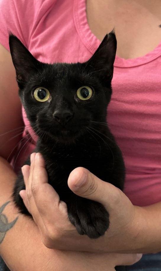 Lexus, Adoptable, Young Female Domestic Short Hair.