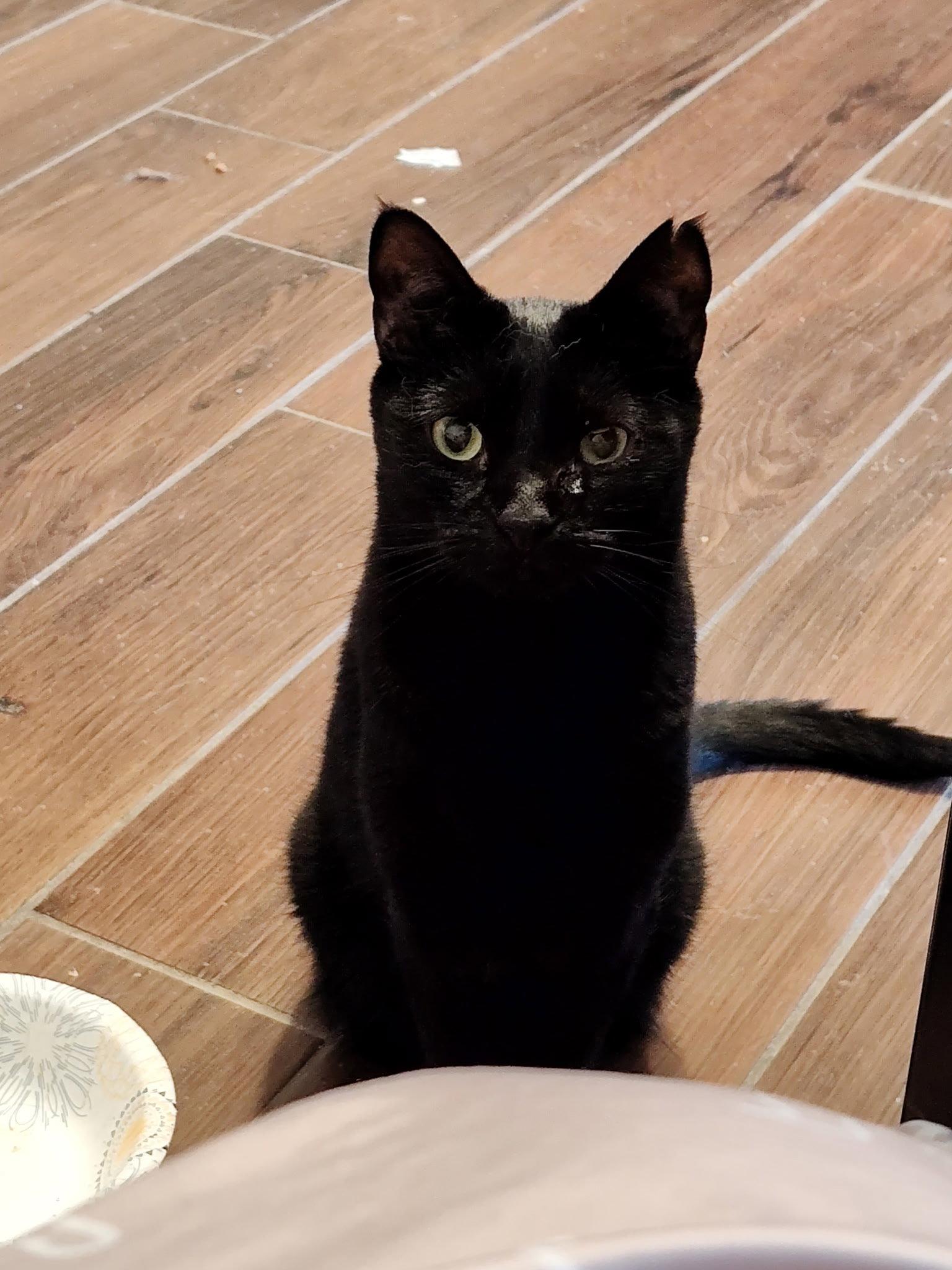Lexus, a Adoptable Domestic Short Hair in Camden, SC image 2/3