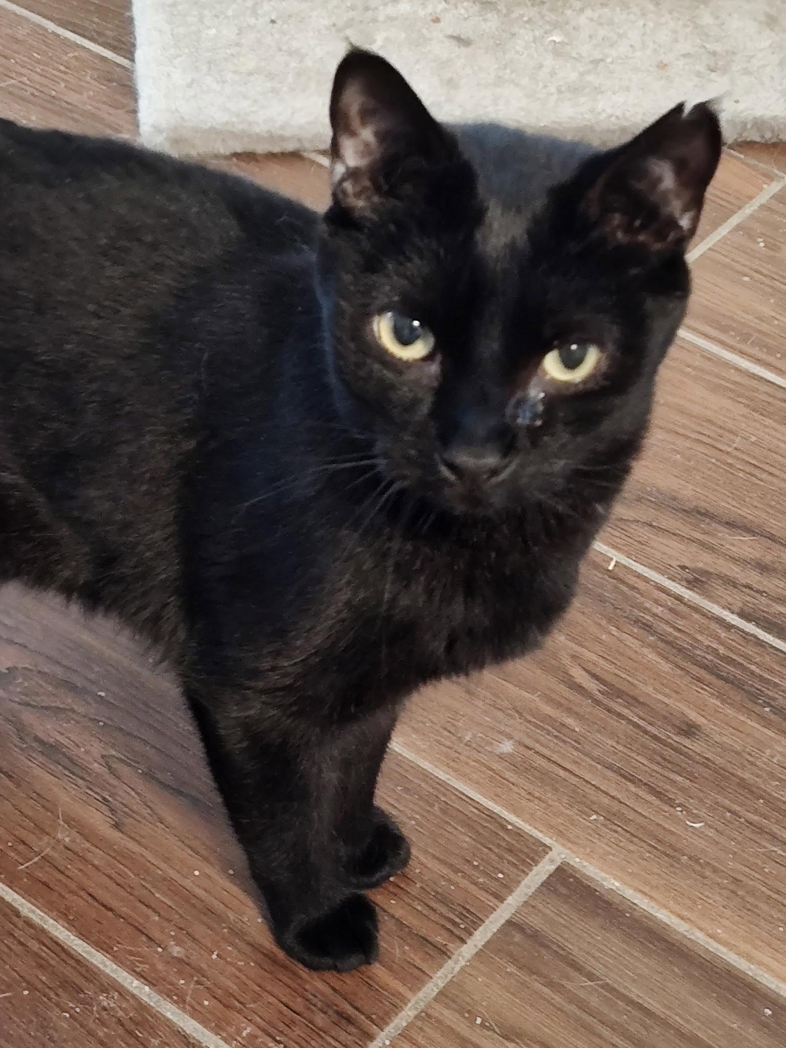 Lexus, a Adoptable Domestic Short Hair in Camden, SC image 3/3