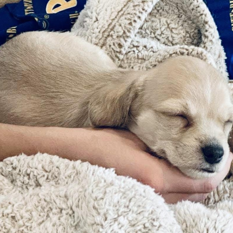 Enlarge Moose, a ADOPTABLE mixed breed in San Antonio, TX image 2/4