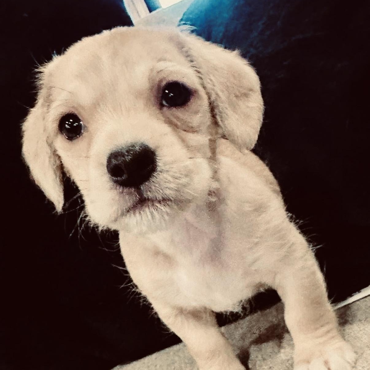 Enlarge Moose, a ADOPTABLE mixed breed in San Antonio, TX image 1/4