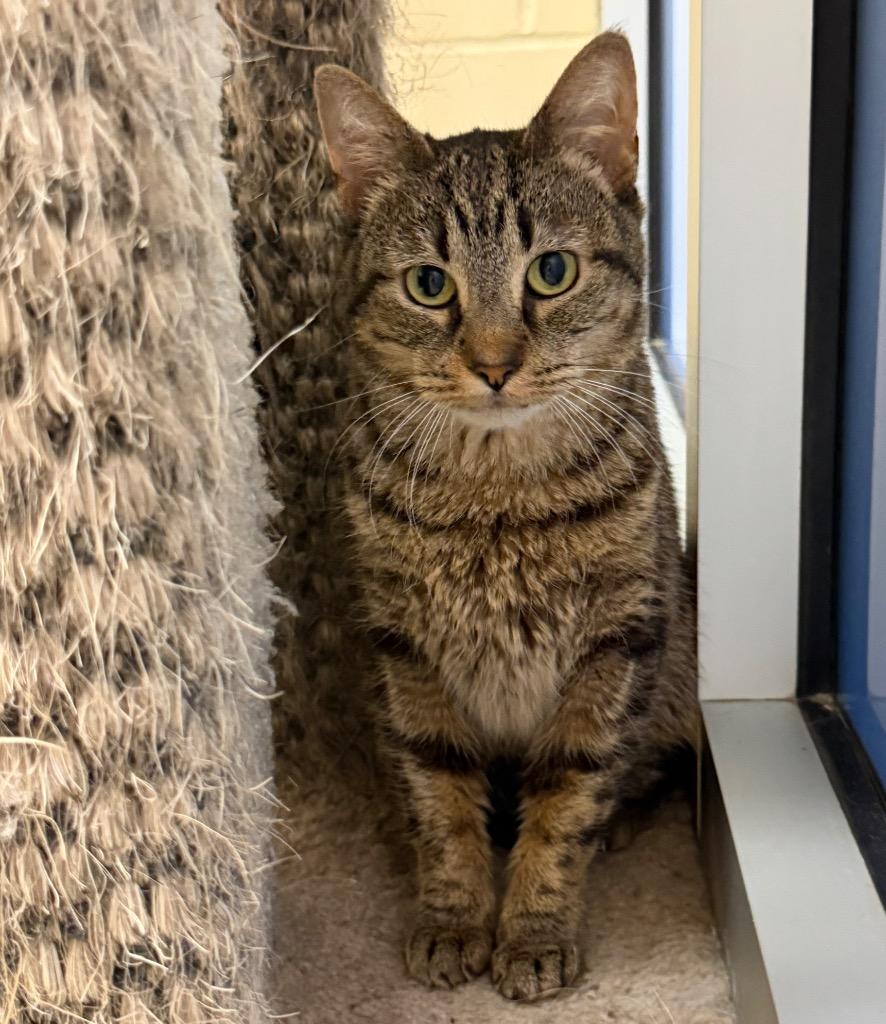Nikki, Adoptable, Adult Female Domestic Short Hair.