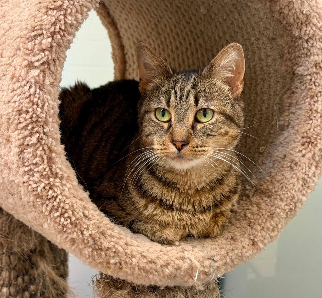 Enlarge Nikki, a Adoptable mixed breed in Columbia, IL image 2/3