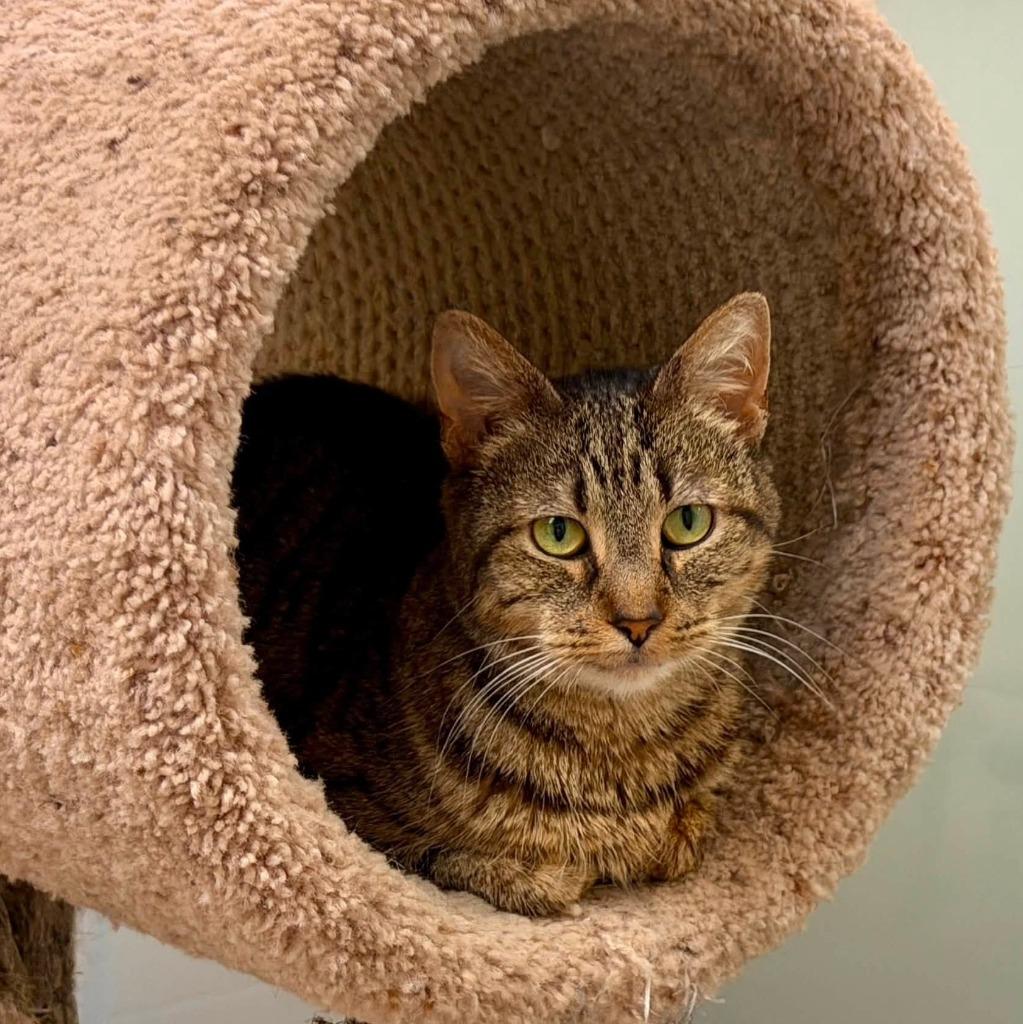 Enlarge Nikki, a Adoptable mixed breed in Columbia, IL image 3/3