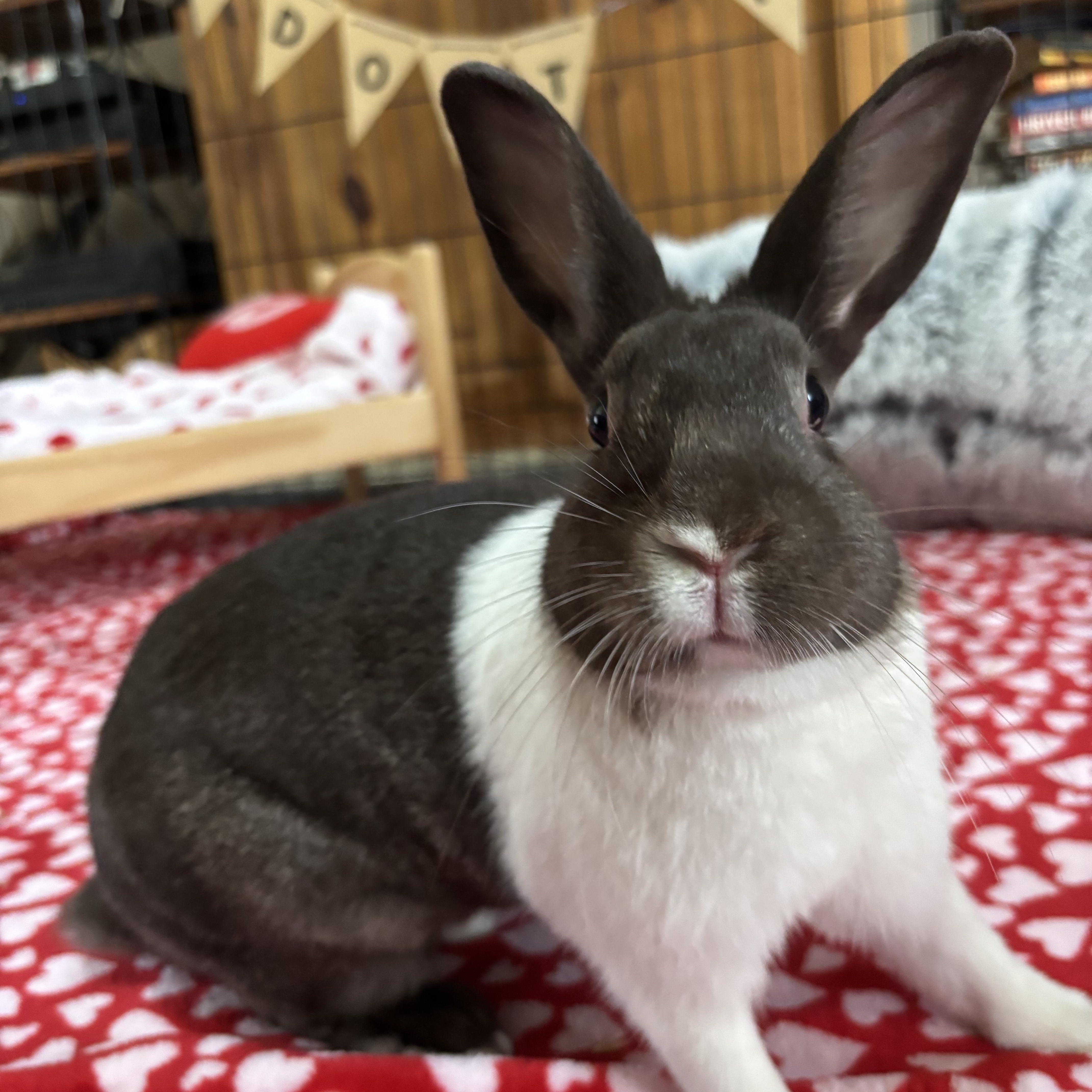 Enlarge Bailey, a Adoptable Dutch in Little Rock, AR image 4/5