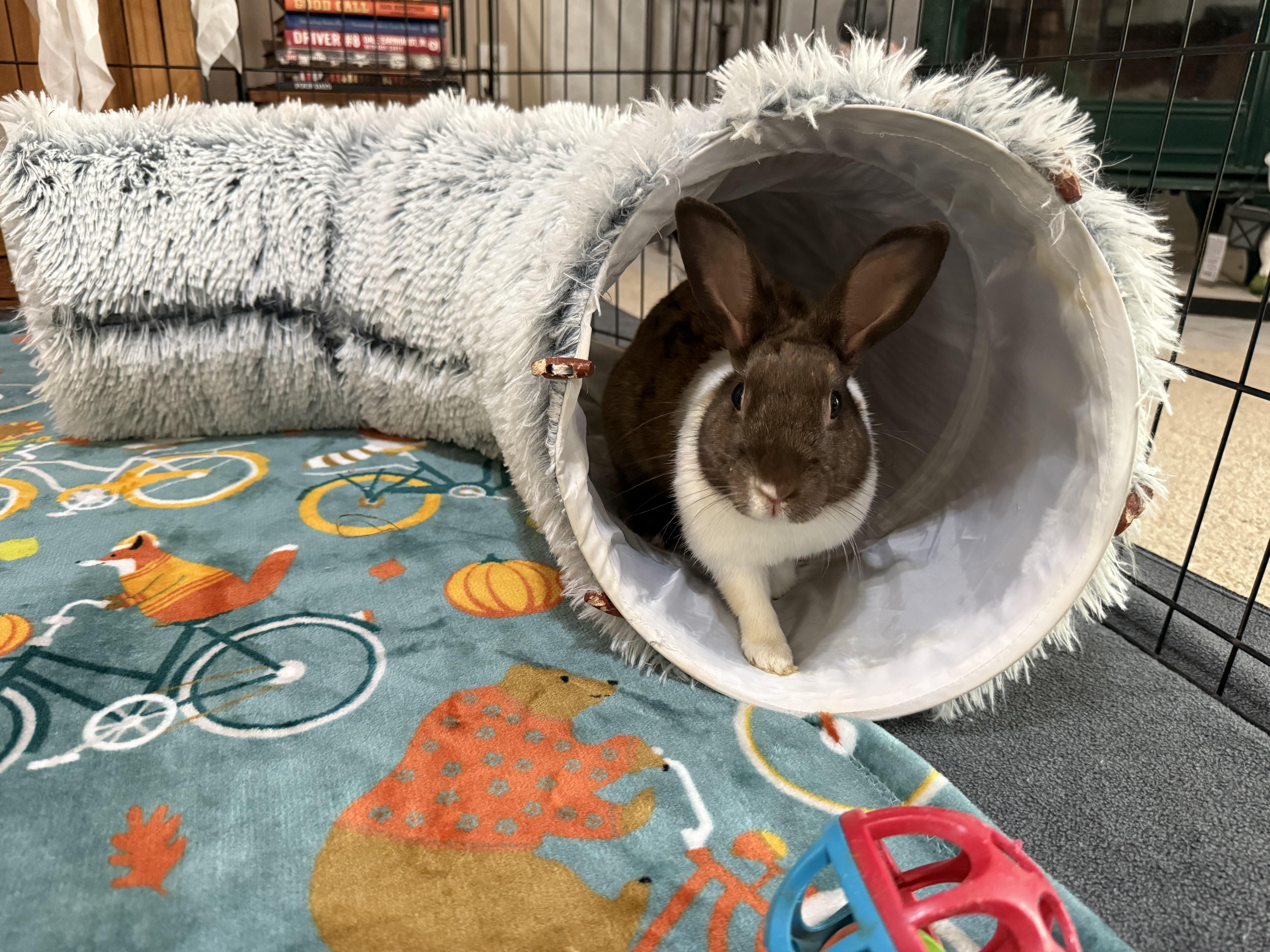 Enlarge Bailey, a Adoptable Dutch in Little Rock, AR image 2/5