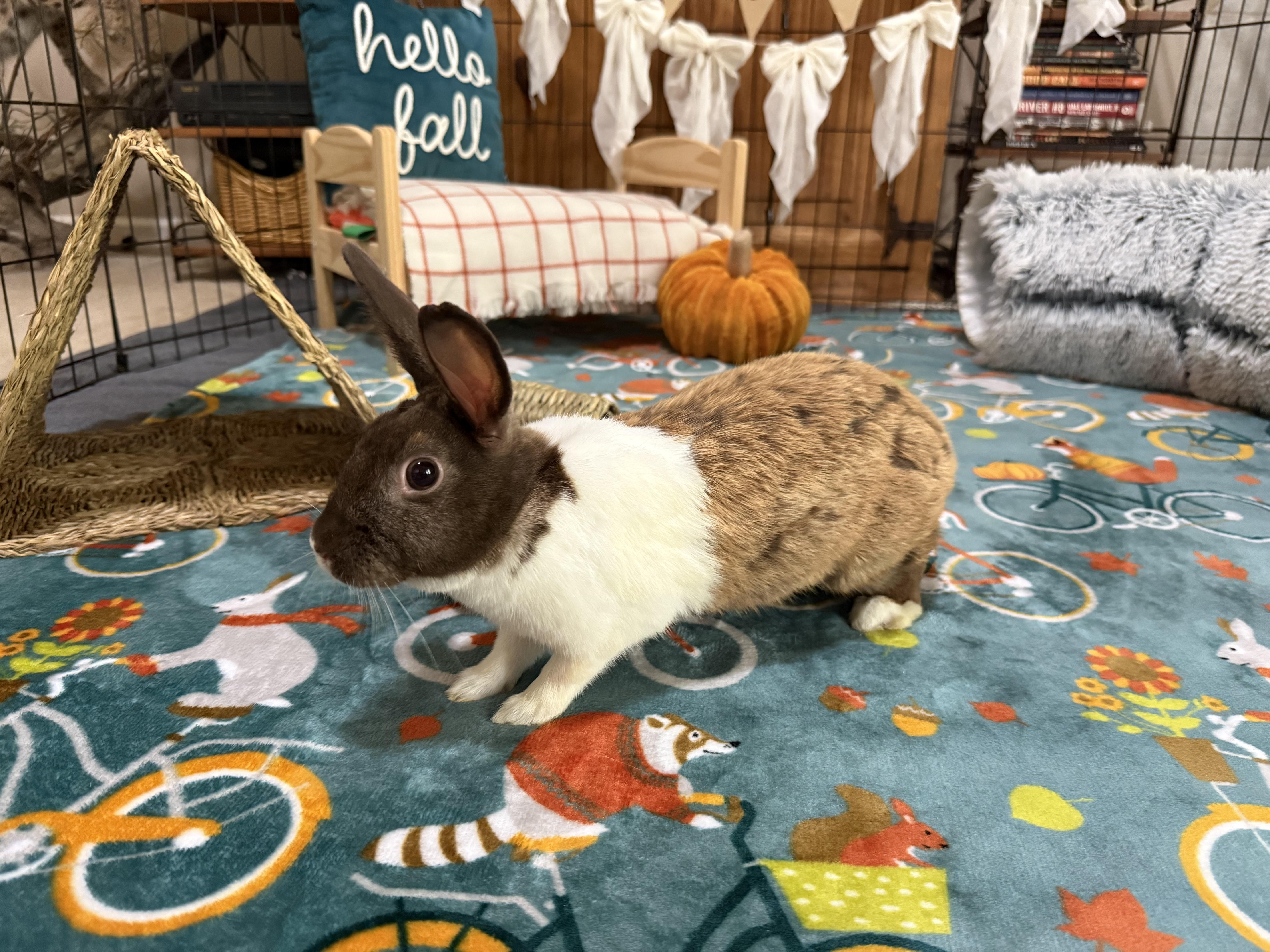 Bailey, Adoptable, Young Female Dutch.