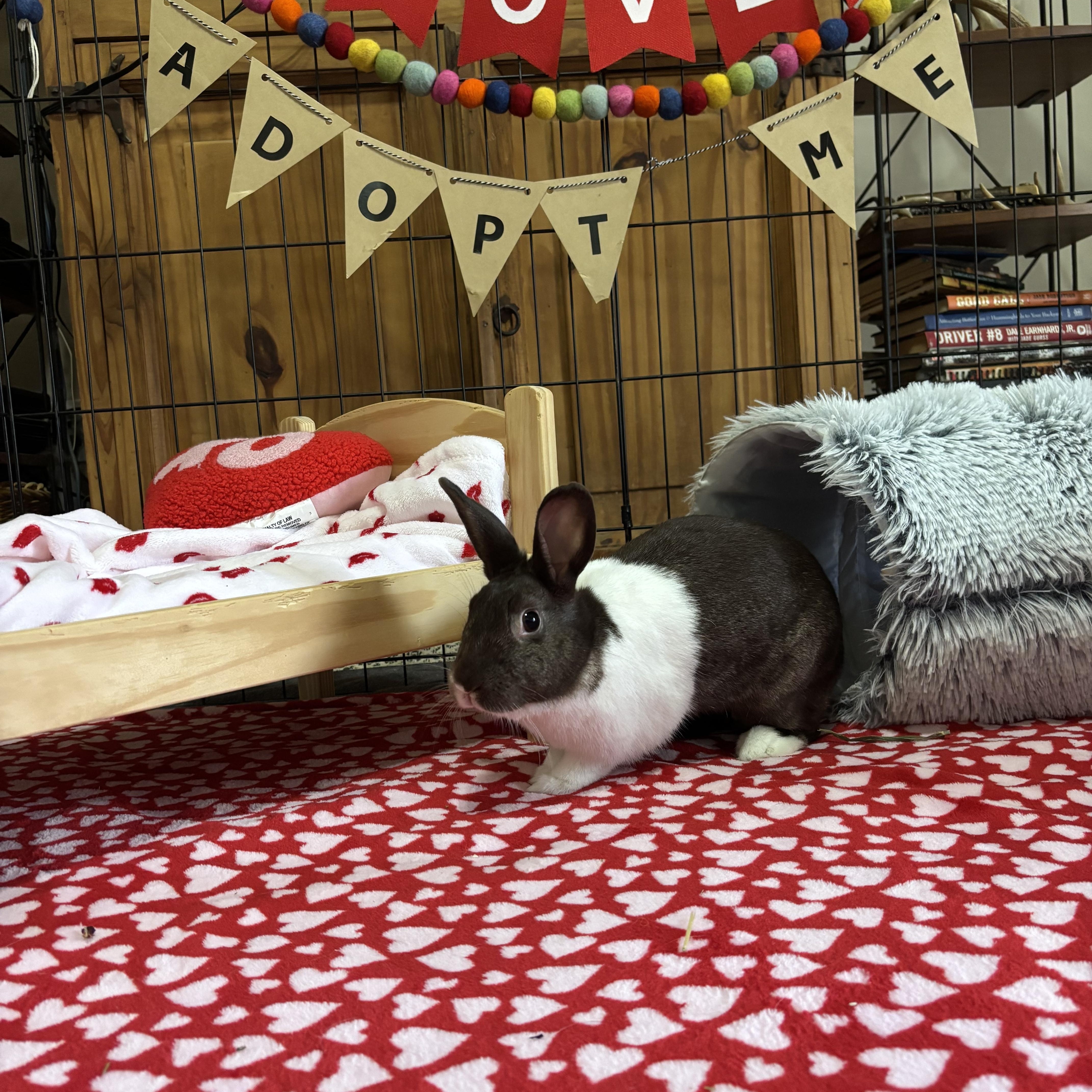 Enlarge Bailey, a Adoptable Dutch in Little Rock, AR image 3/5