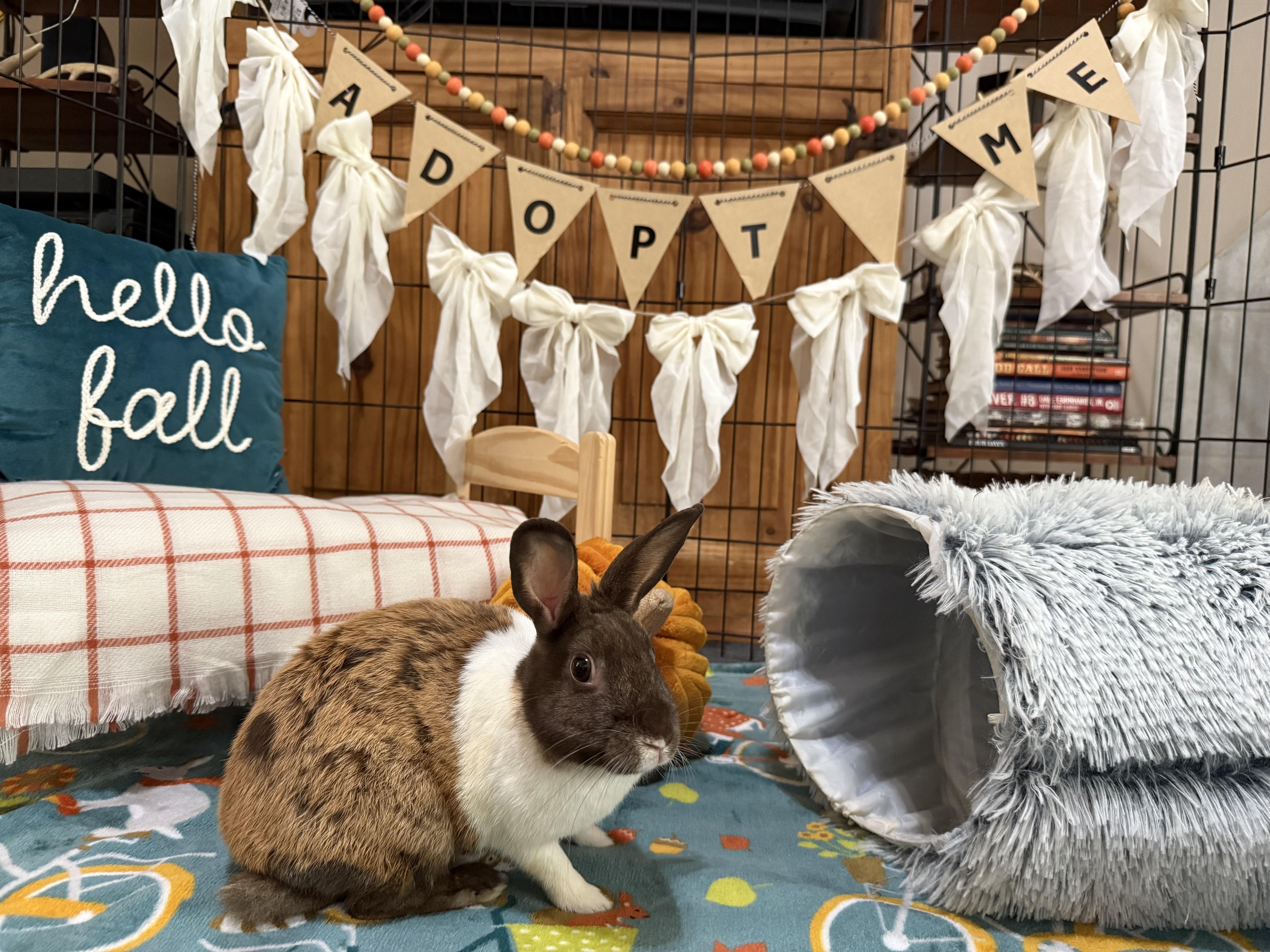 Enlarge Bailey, a Adoptable Dutch in Little Rock, AR image 4/5