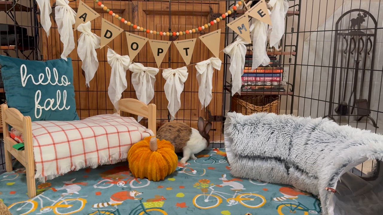 Enlarge Bailey, a Adoptable Dutch in Little Rock, AR video 5/5