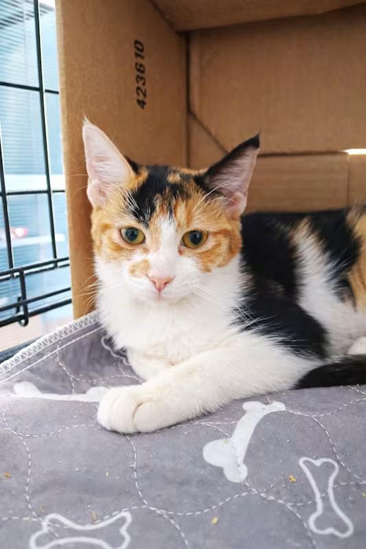 Enlarge Marigold (Calico kitten), an adopted Domestic Short Hair in Farmington Hills, MI image 1/2