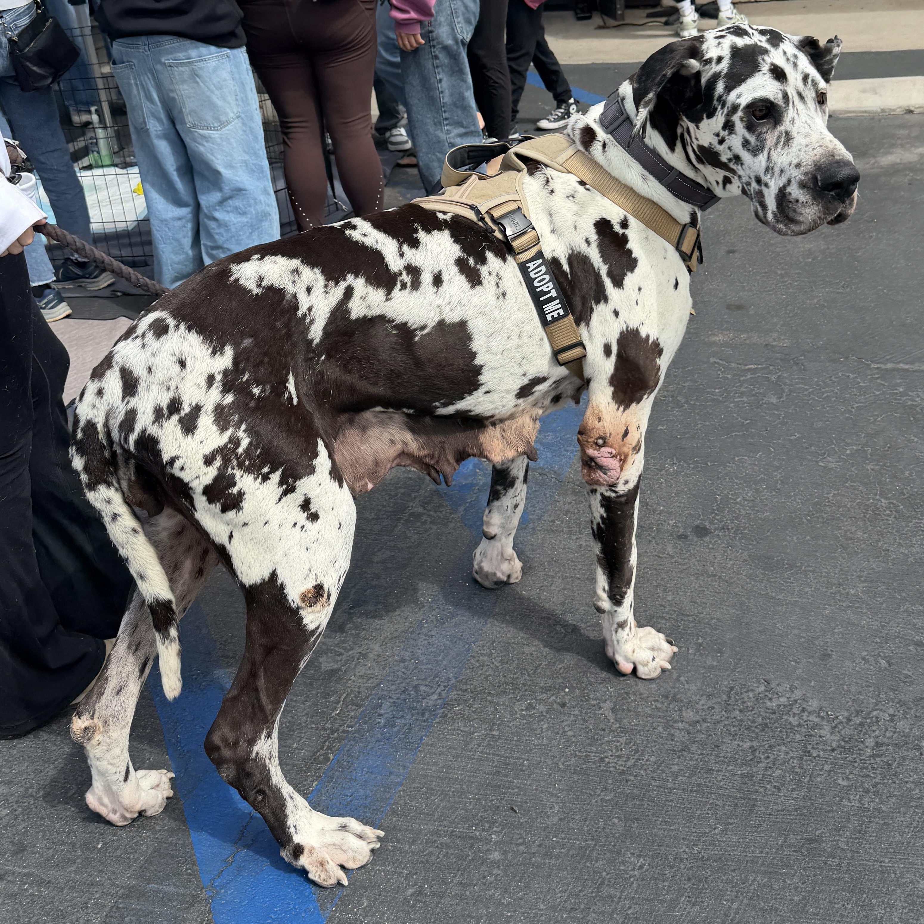Tota, a Adoptable Great Dane in San Diego, CA image 2/2