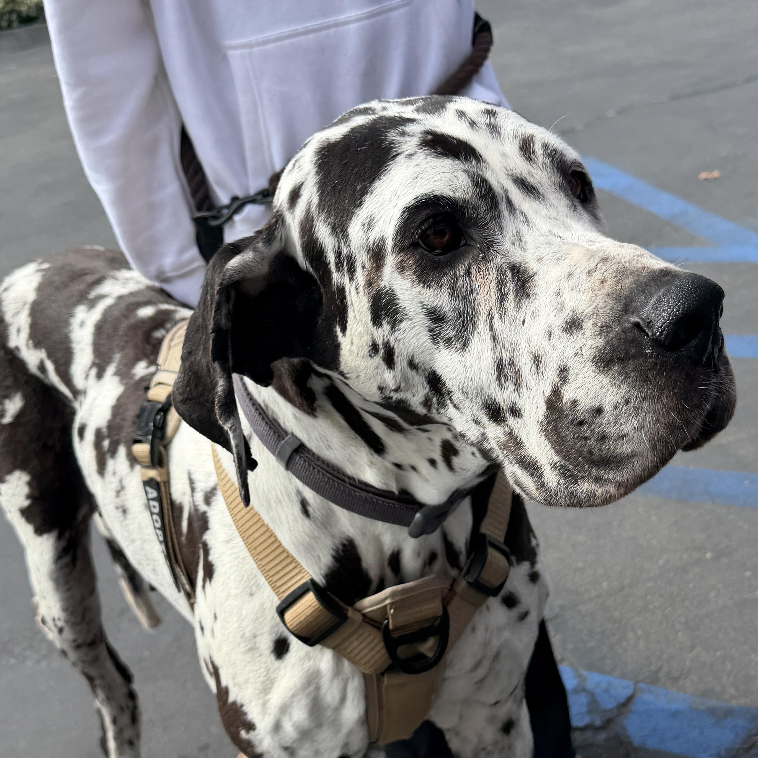 Tota, a Adoptable Great Dane in San Diego, CA image 1/2