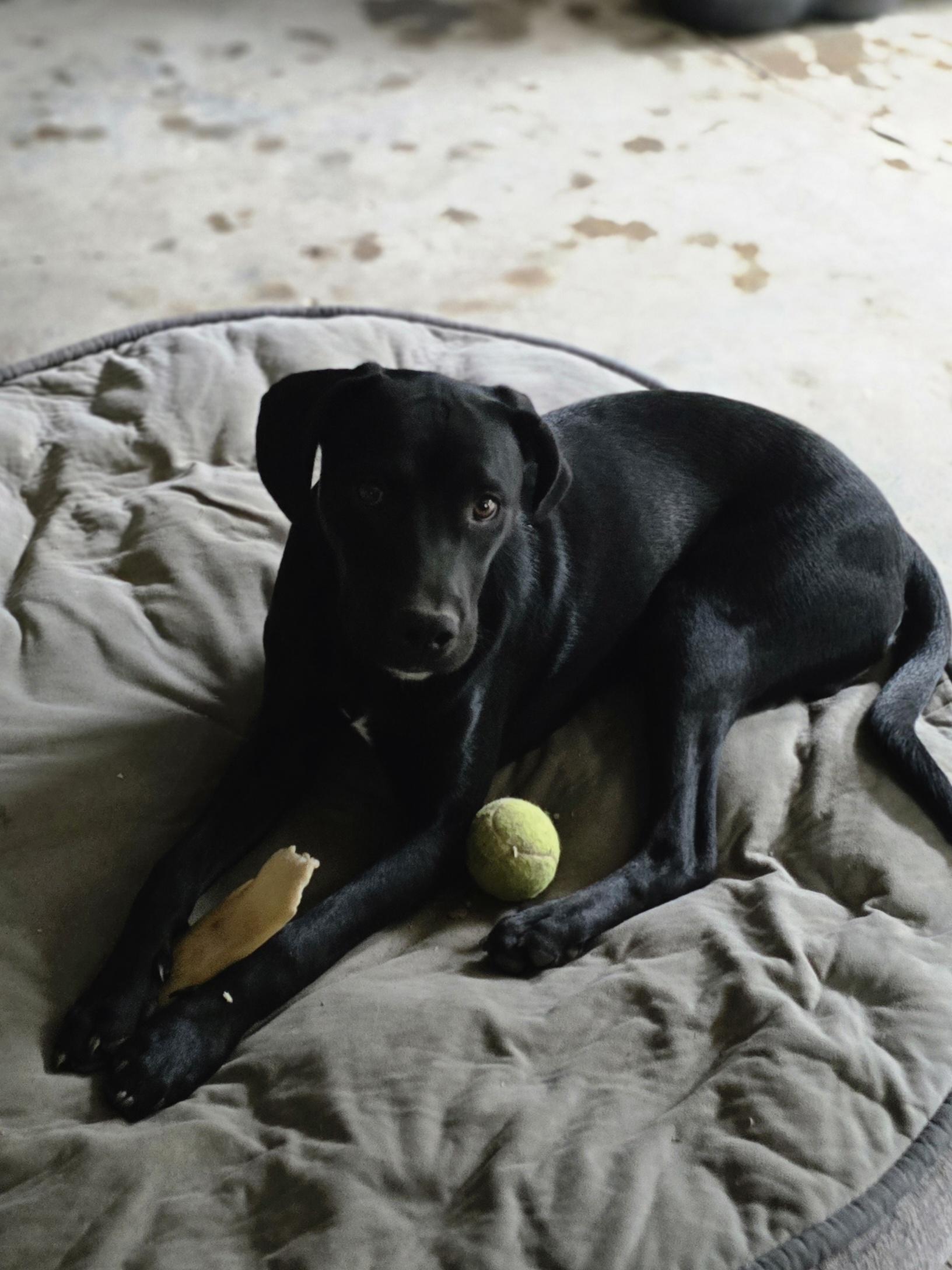 Cooper, Adoptable, Puppy Male Labrador Retriever & Pit Bull Terrier.