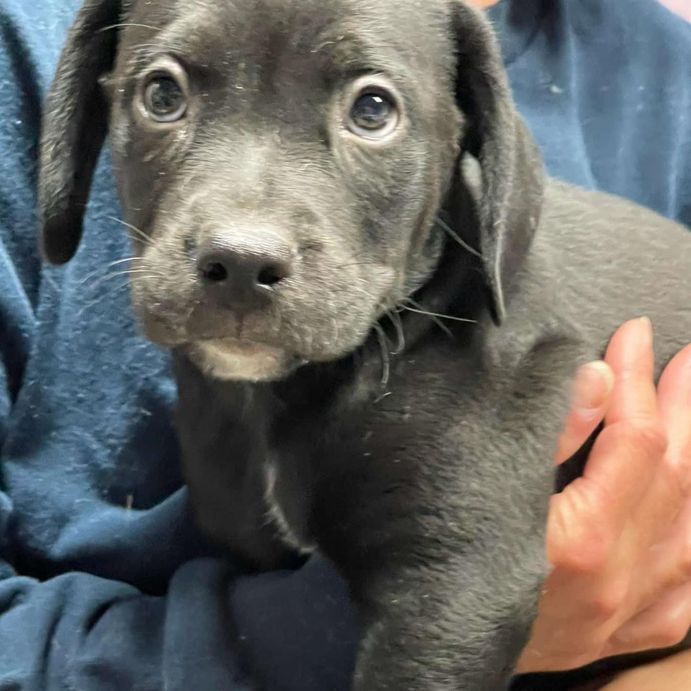 Cooper, an adoptable Labrador Retriever, Pit Bull Terrier in Bristol, VT, 05443 | Photo Image 5