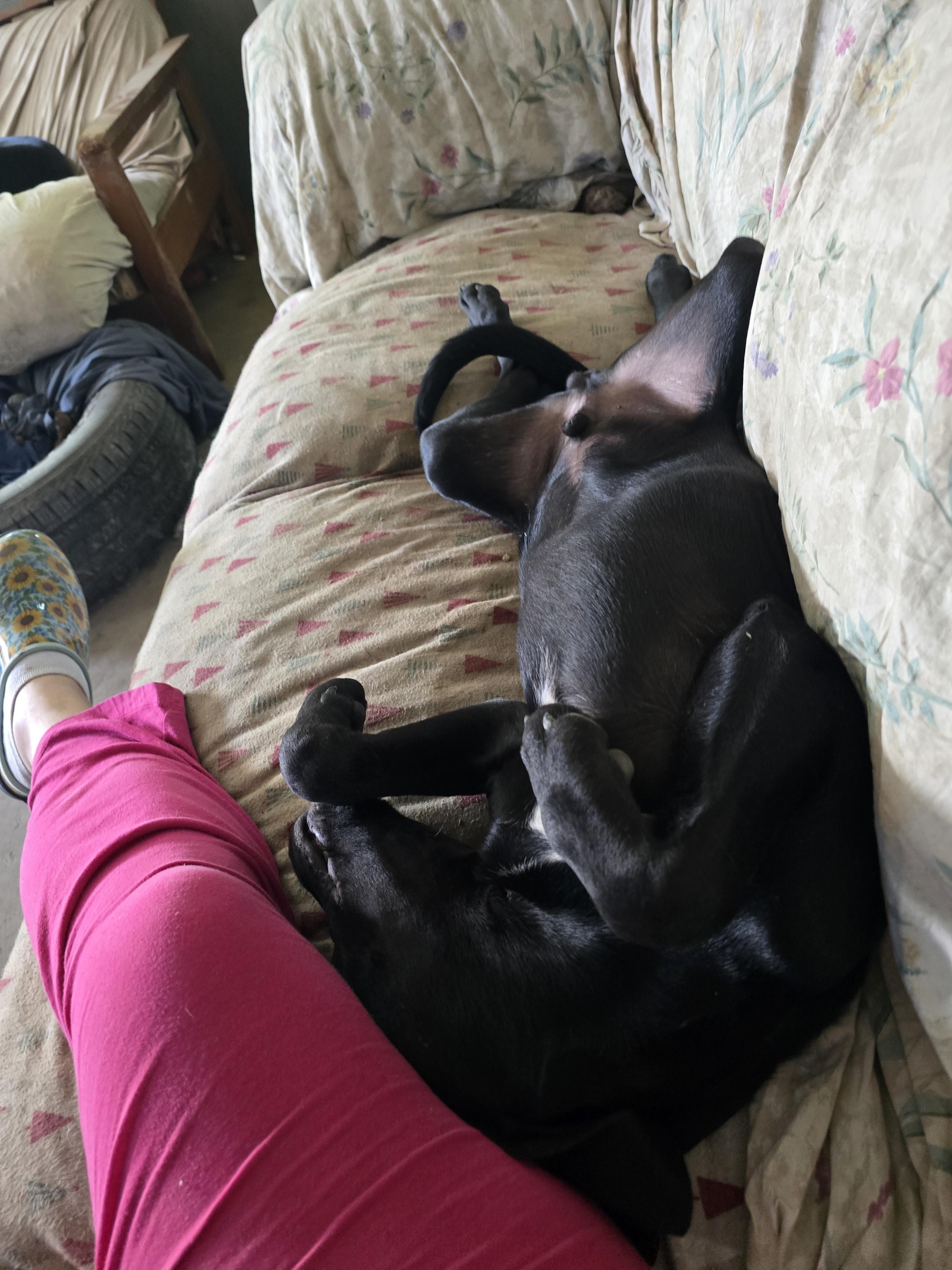 Cooper, an adoptable Labrador Retriever, Pit Bull Terrier in Bristol, VT, 05443 | Photo Image 3