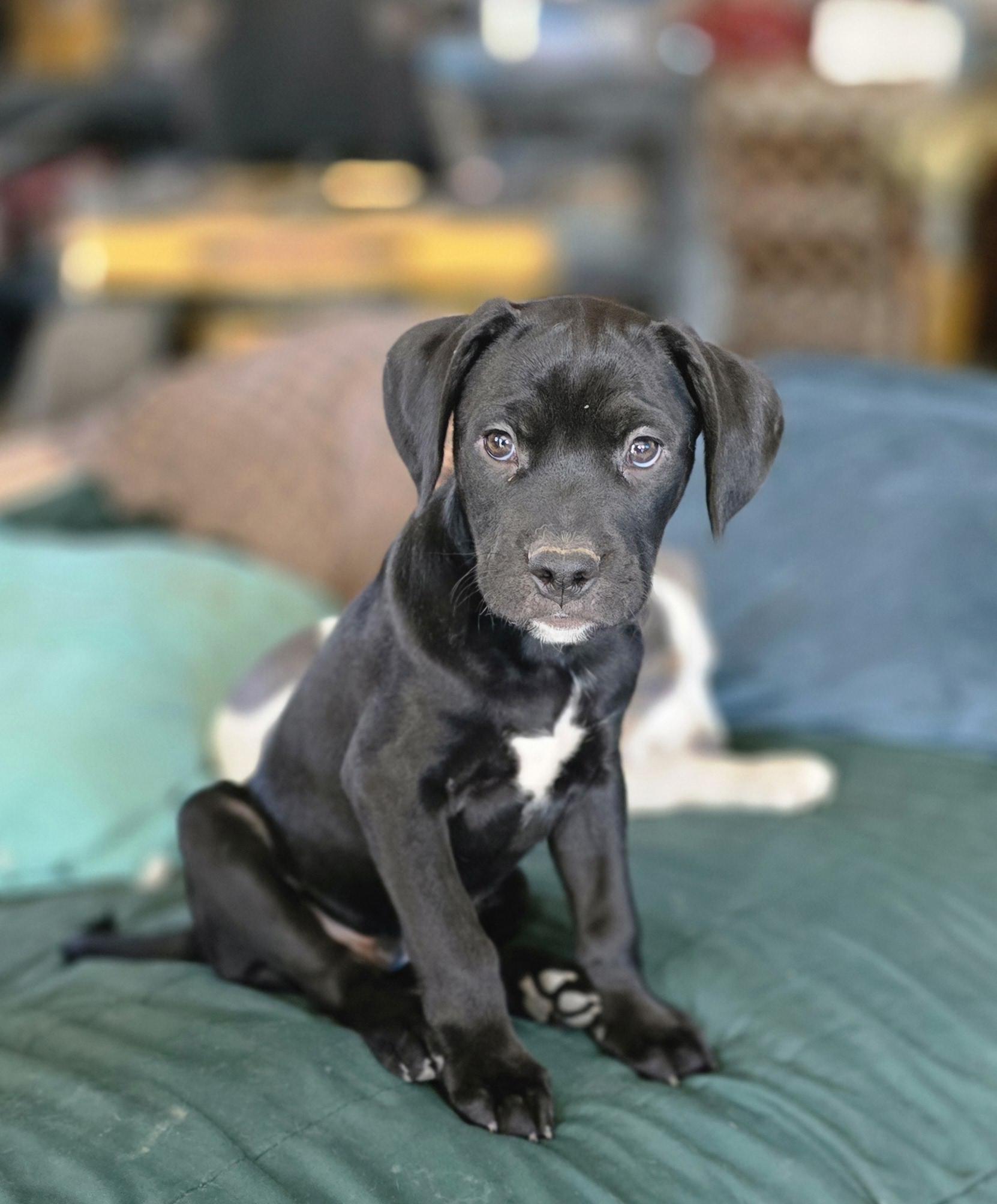 Cooper, an adoptable Labrador Retriever, Pit Bull Terrier in Bristol, VT, 05443 | Photo Image 4