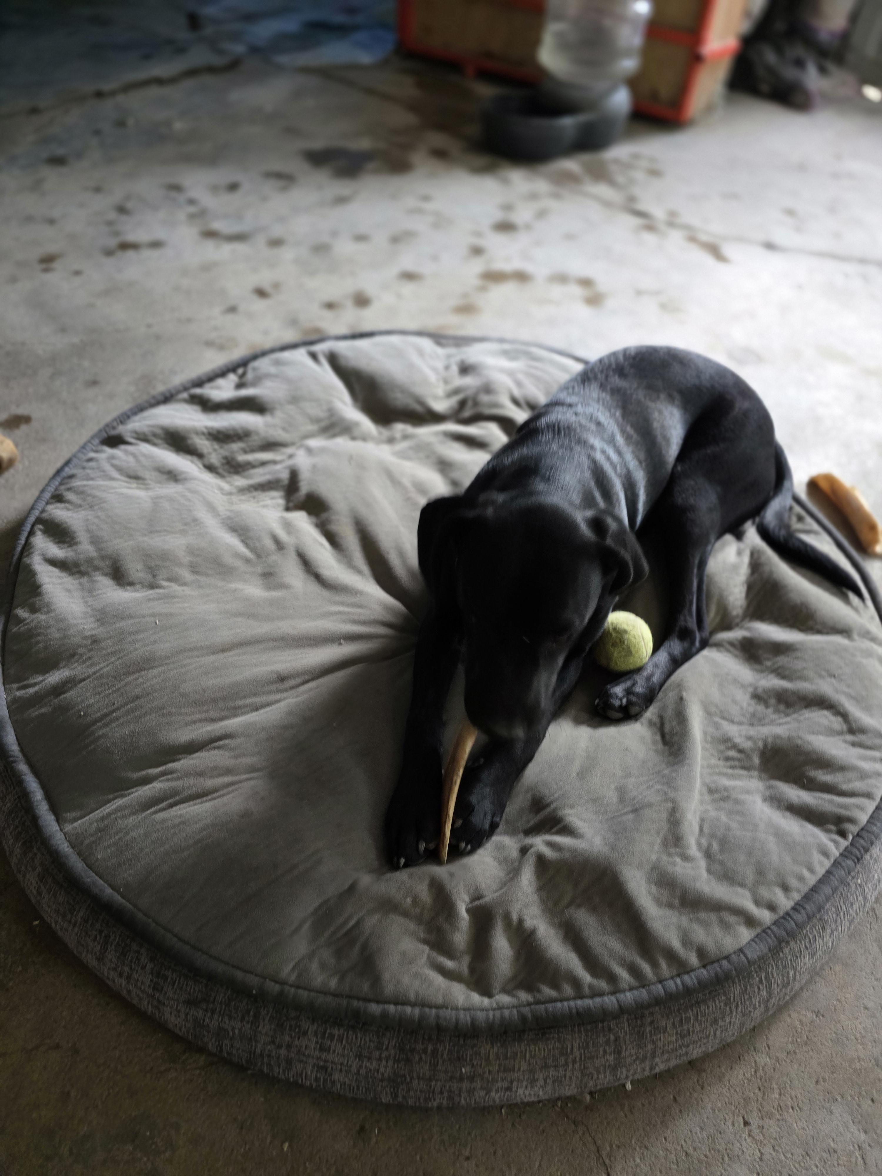 Cooper, a Adoptable mixed breed in Bristol, VT image 2/5