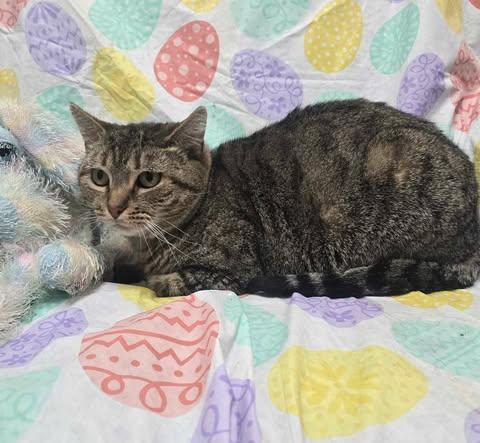 Idgie Threadgoode, Adoptable, Adult Female Domestic Short Hair.