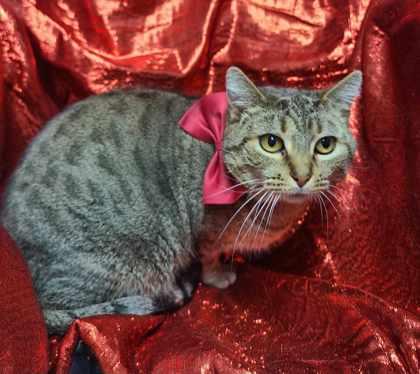 Idgie Threadgoode, a Adoptable Domestic Short Hair in Sullivan, IN image 2/3