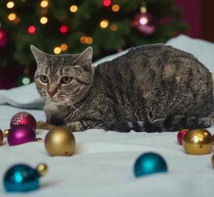 Idgie Threadgoode, a Adoptable Domestic Short Hair in Sullivan, IN image 3/3