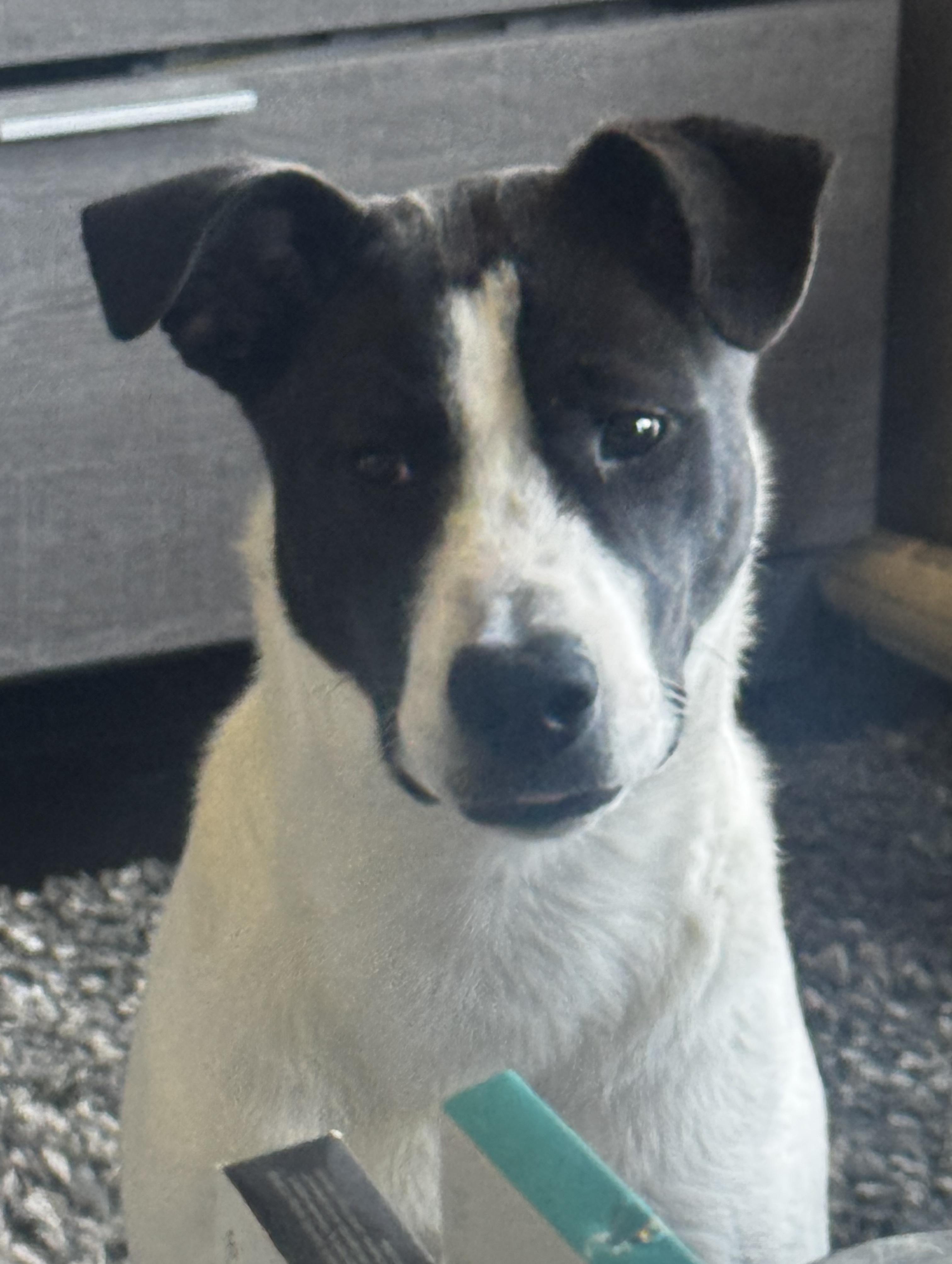 Enlarge Archie, a Adoptable mixed breed in Oxford, MI image 5/6