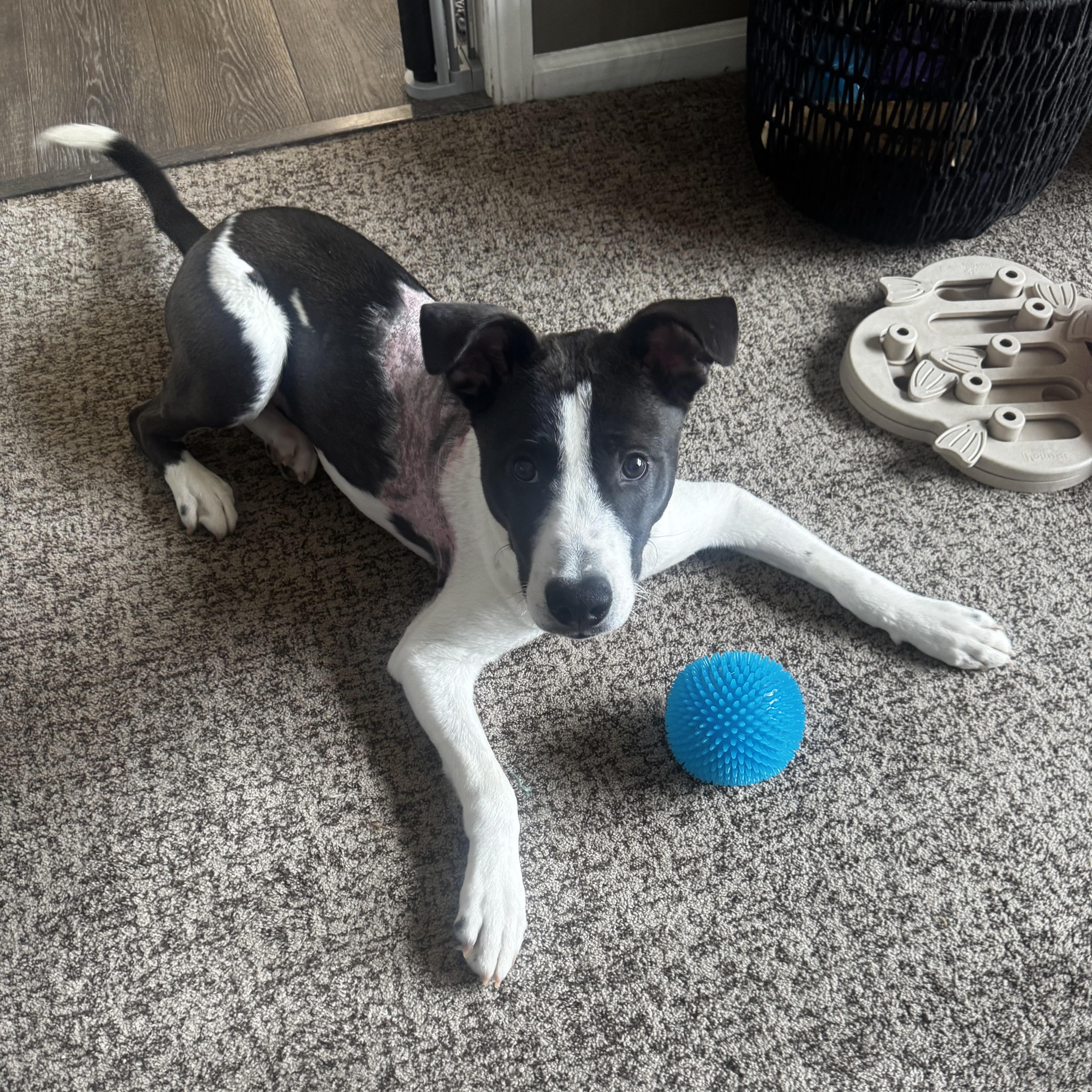 Enlarge Archie, a Adoptable mixed breed in Oxford, MI image 4/6