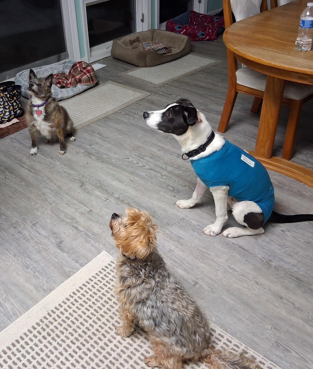 Enlarge Archie, a Adoptable mixed breed in Oxford, MI image 6/6