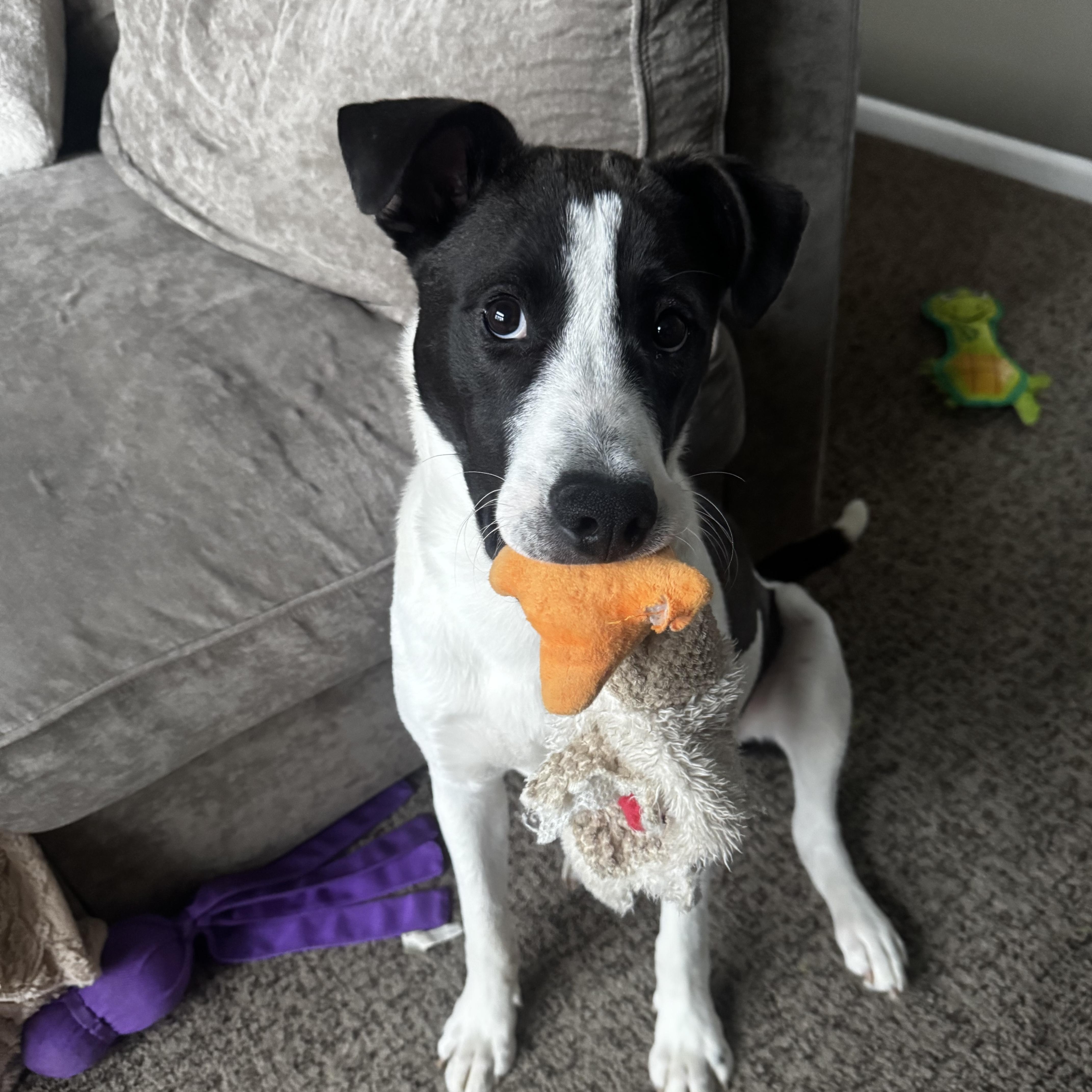 Enlarge Archie, a Adoptable mixed breed in Oxford, MI image 1/6