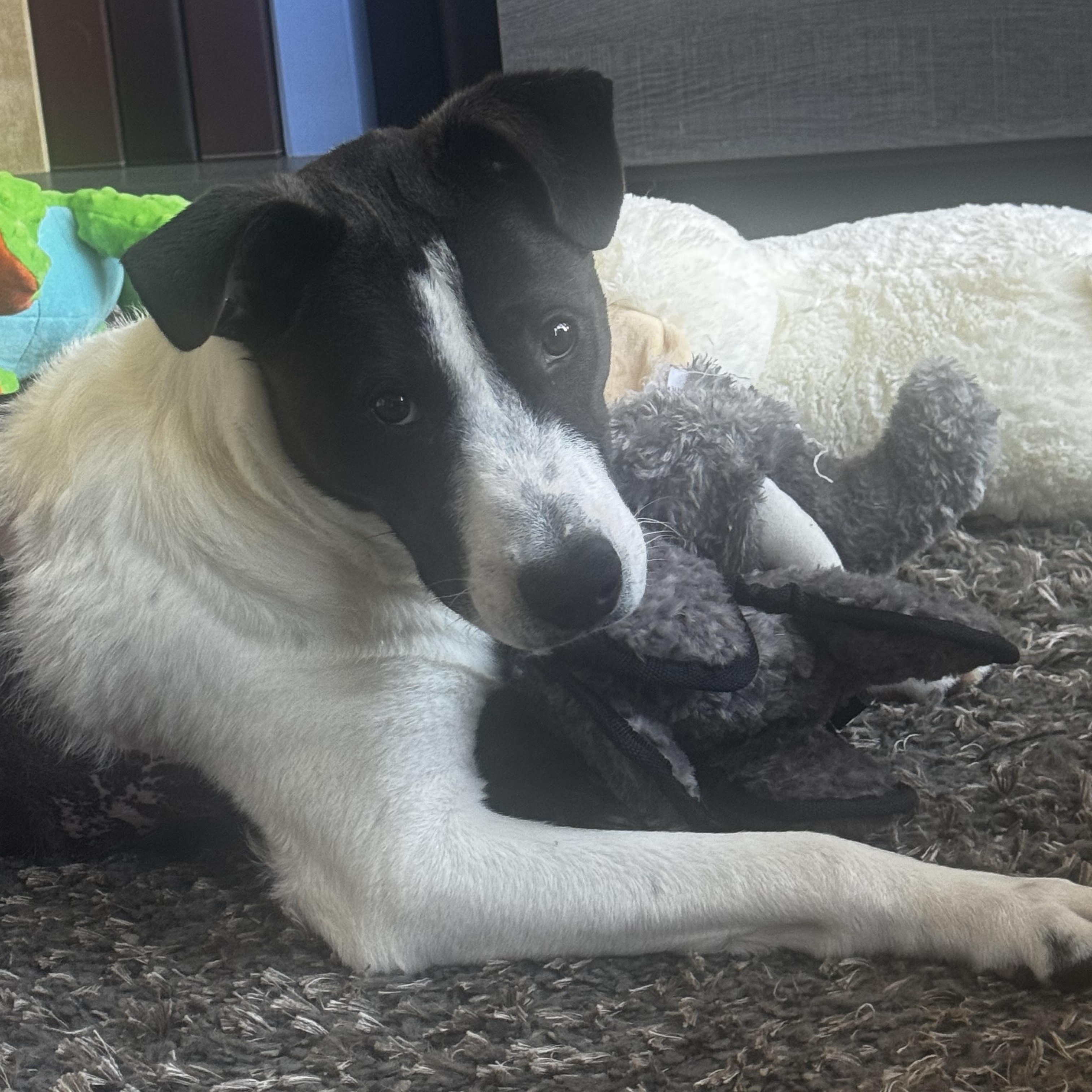 Enlarge Archie, a Adoptable mixed breed in Oxford, MI image 3/6