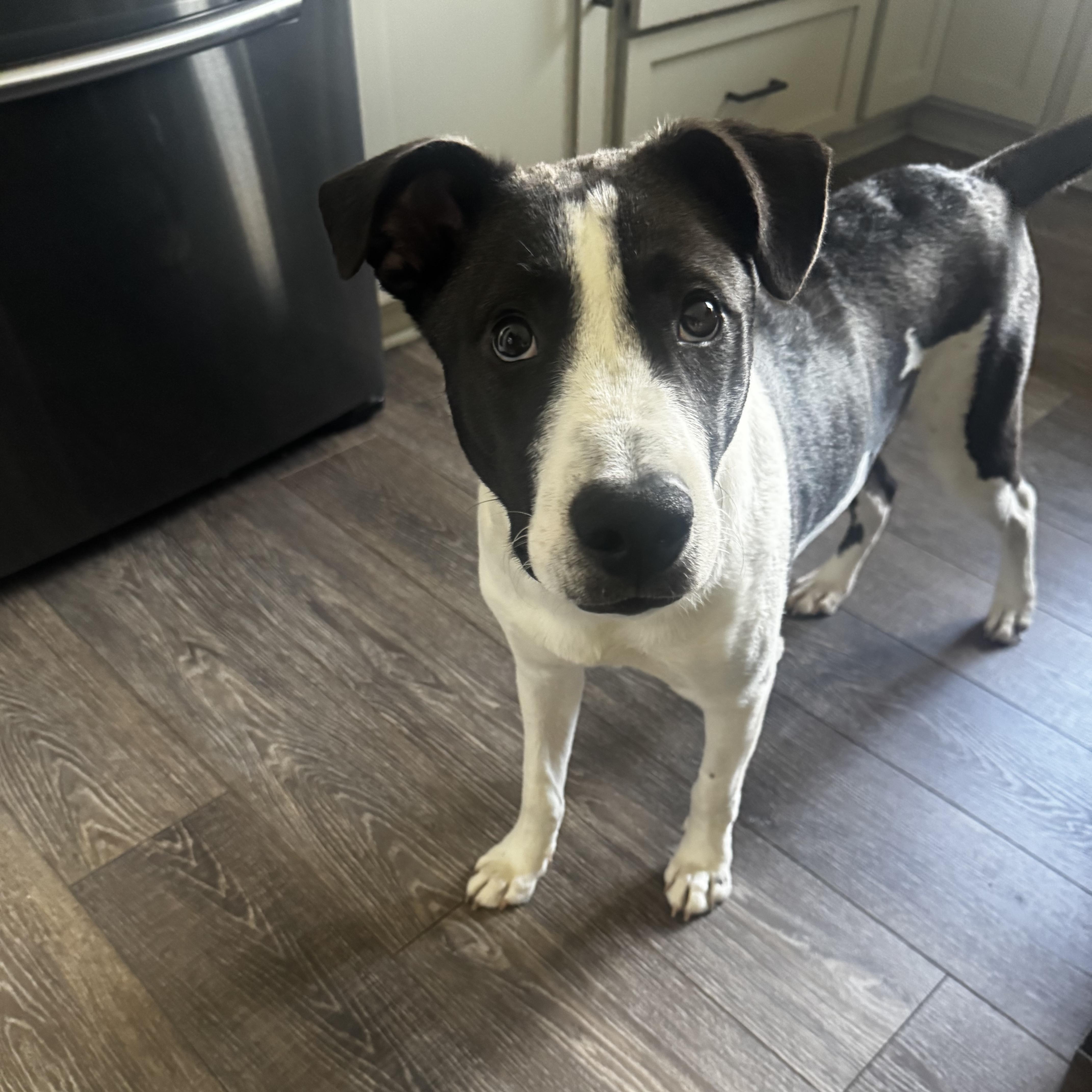 Enlarge Archie, a Adoptable mixed breed in Oxford, MI image 2/6