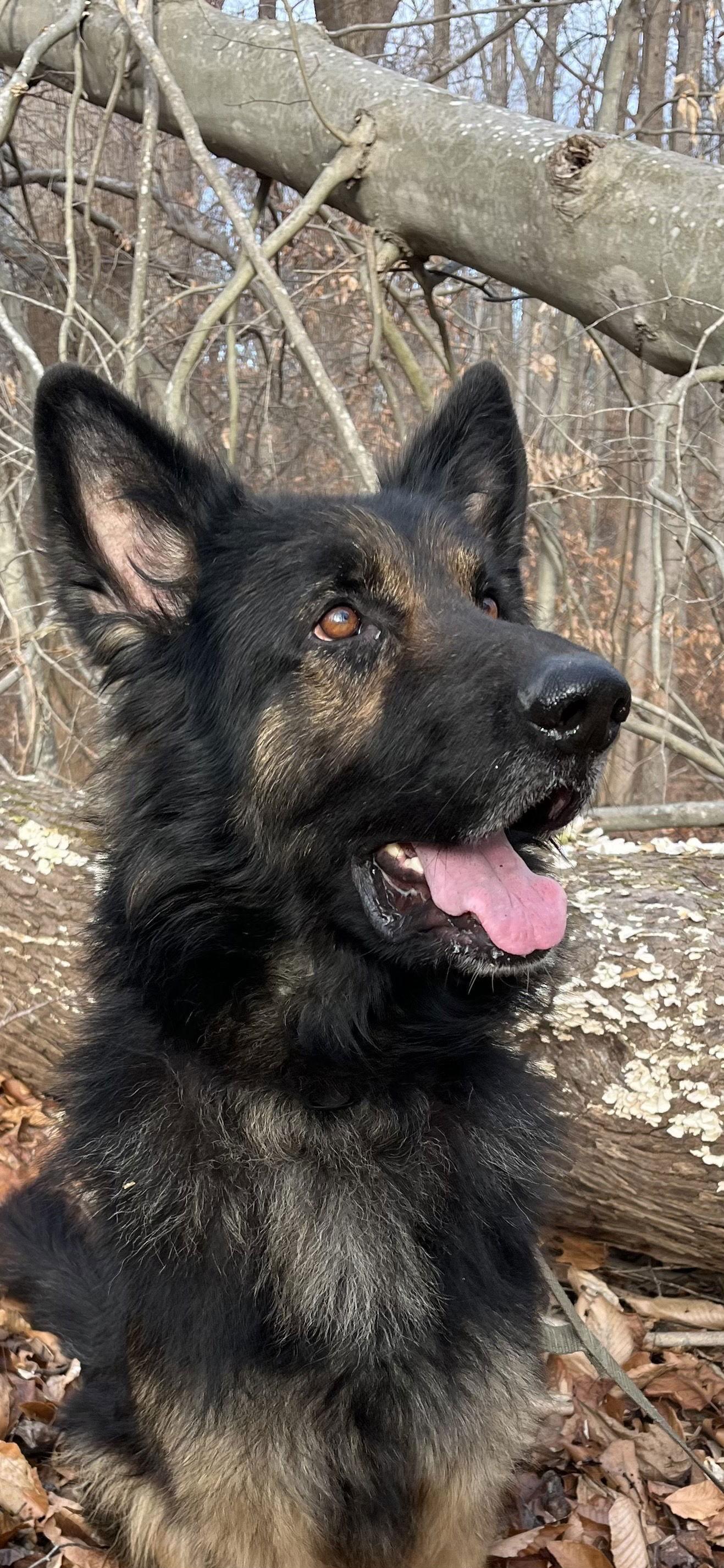 Spike 7231, Adoptable, Adult Male German Shepherd Dog.