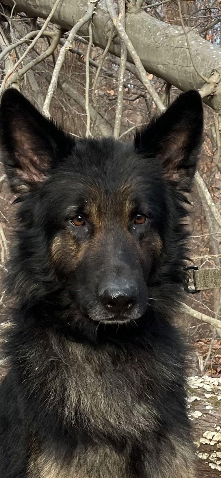 Enlarge Spike 7231, a Adoptable German Shepherd Dog in Centreville, VA image 3/3