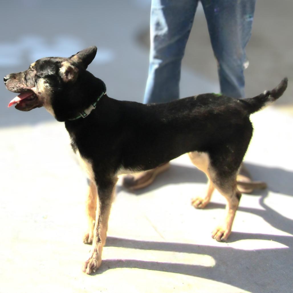 Maddi, a Adoptable Mixed Breed in Las Cruces, NM image 3/6